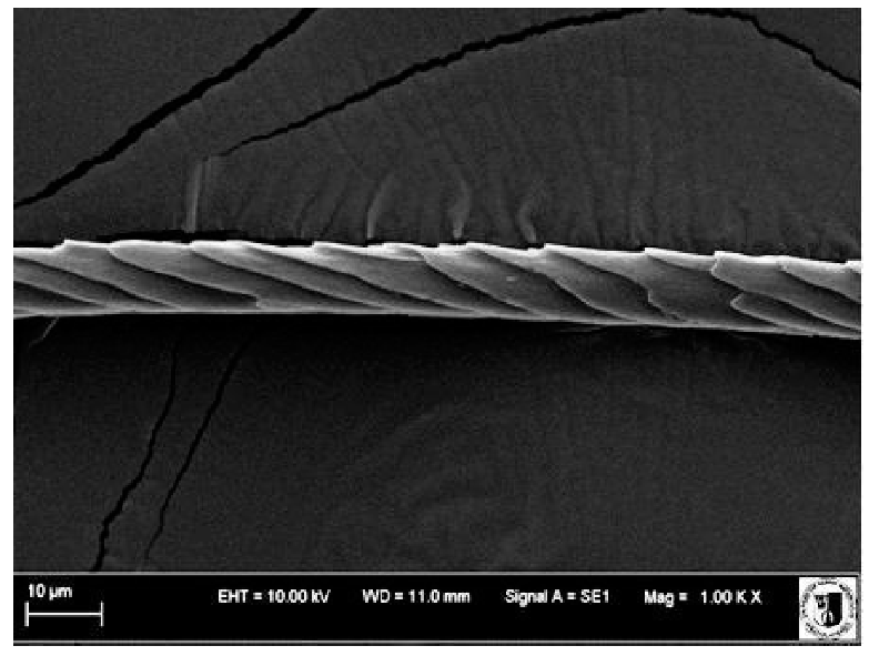 Animals 12 00971 i003