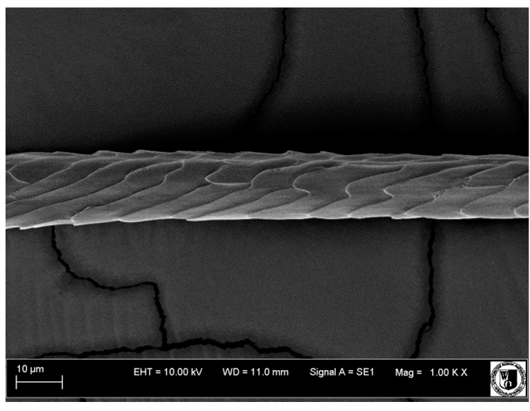 Animals 12 00971 i006