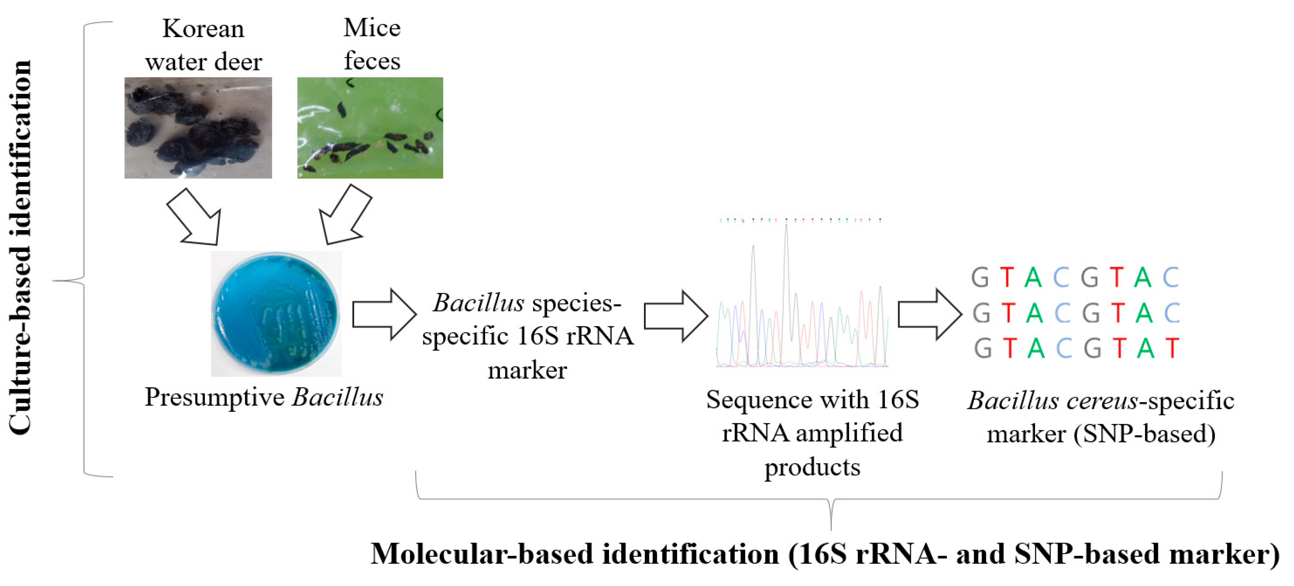 Animals | Free Full-Text | Molecular Identification of Bacillus Isolated from Korean Water Deer (Hydropotes inermis argyropus) and Striped Field Mouse (Apodemus agrarius) Feces by Using an SNP-Based 16S Ribosomal Marker Animals | Free Full-Text | Molecular Identification of Bacillus Isolated from Korean Water Deer (Hydropotes inermis argyropus) and Striped Field Mouse (Apodemus agrarius) Feces by Using an SNP-Based 16S Ribosomal Marker