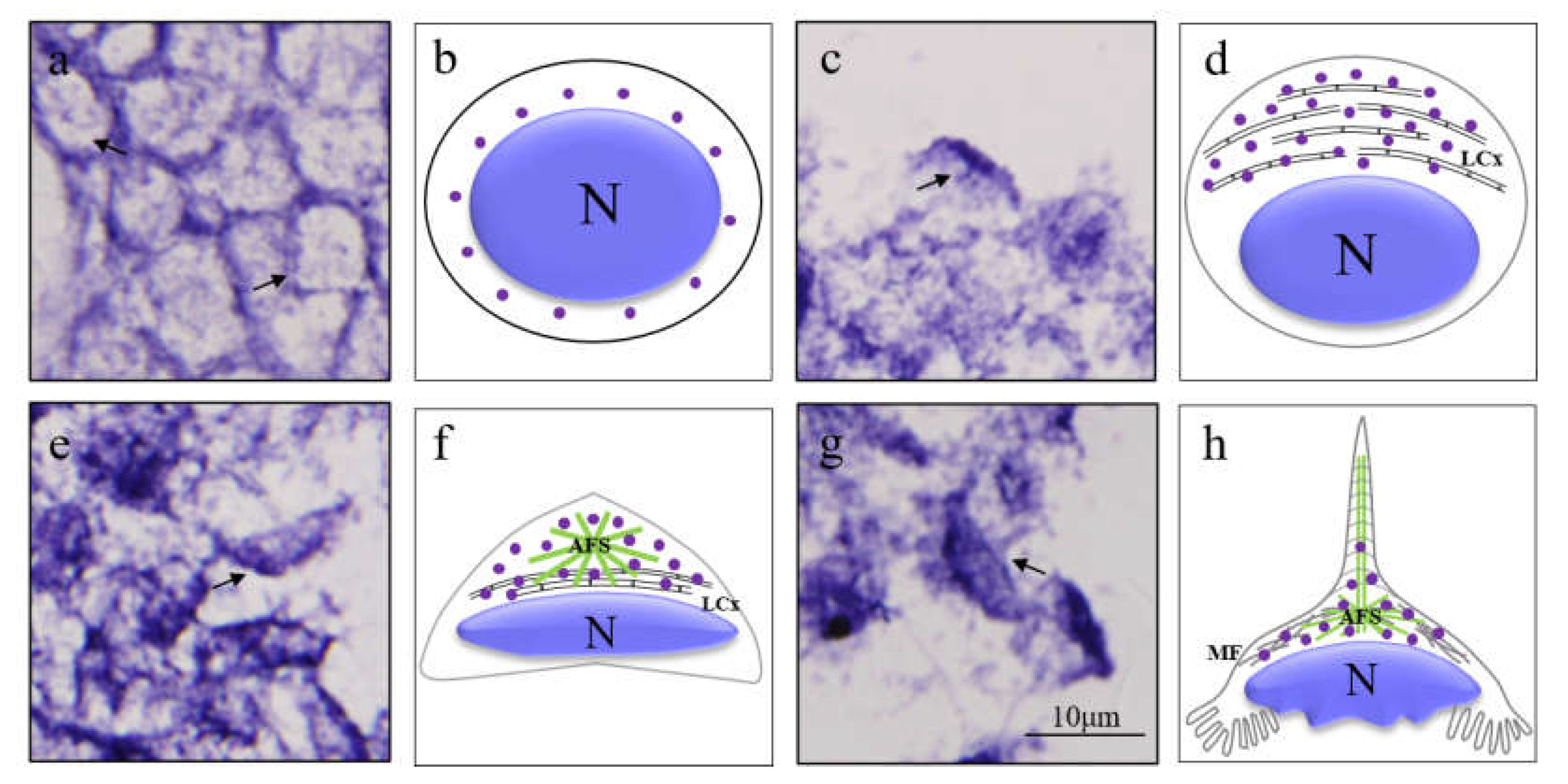 Animals 12 00991 g008 Animals 12 00991 g008