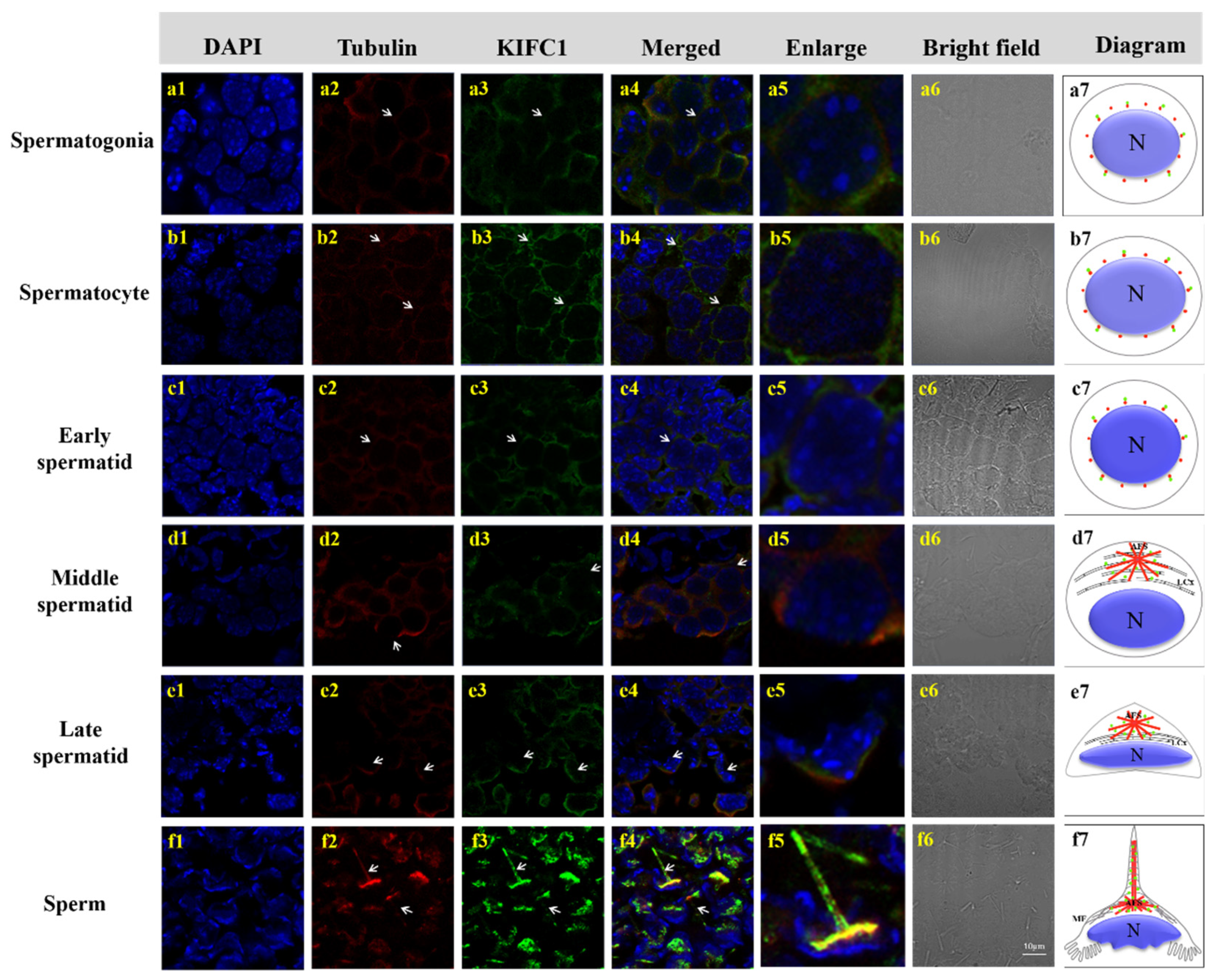 Animals 12 00991 g010 Animals 12 00991 g010