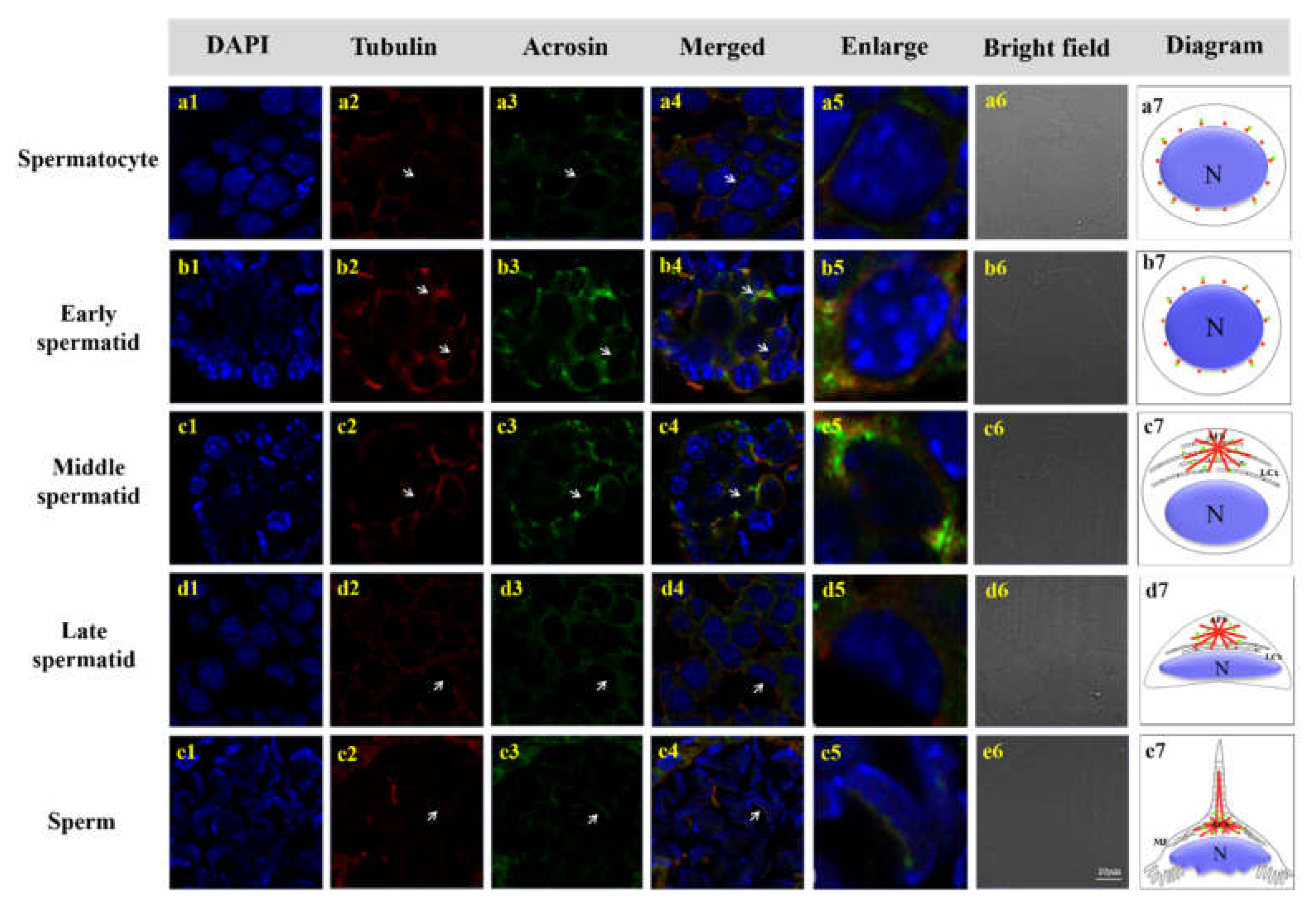 Animals 12 00991 g011 Animals 12 00991 g011
