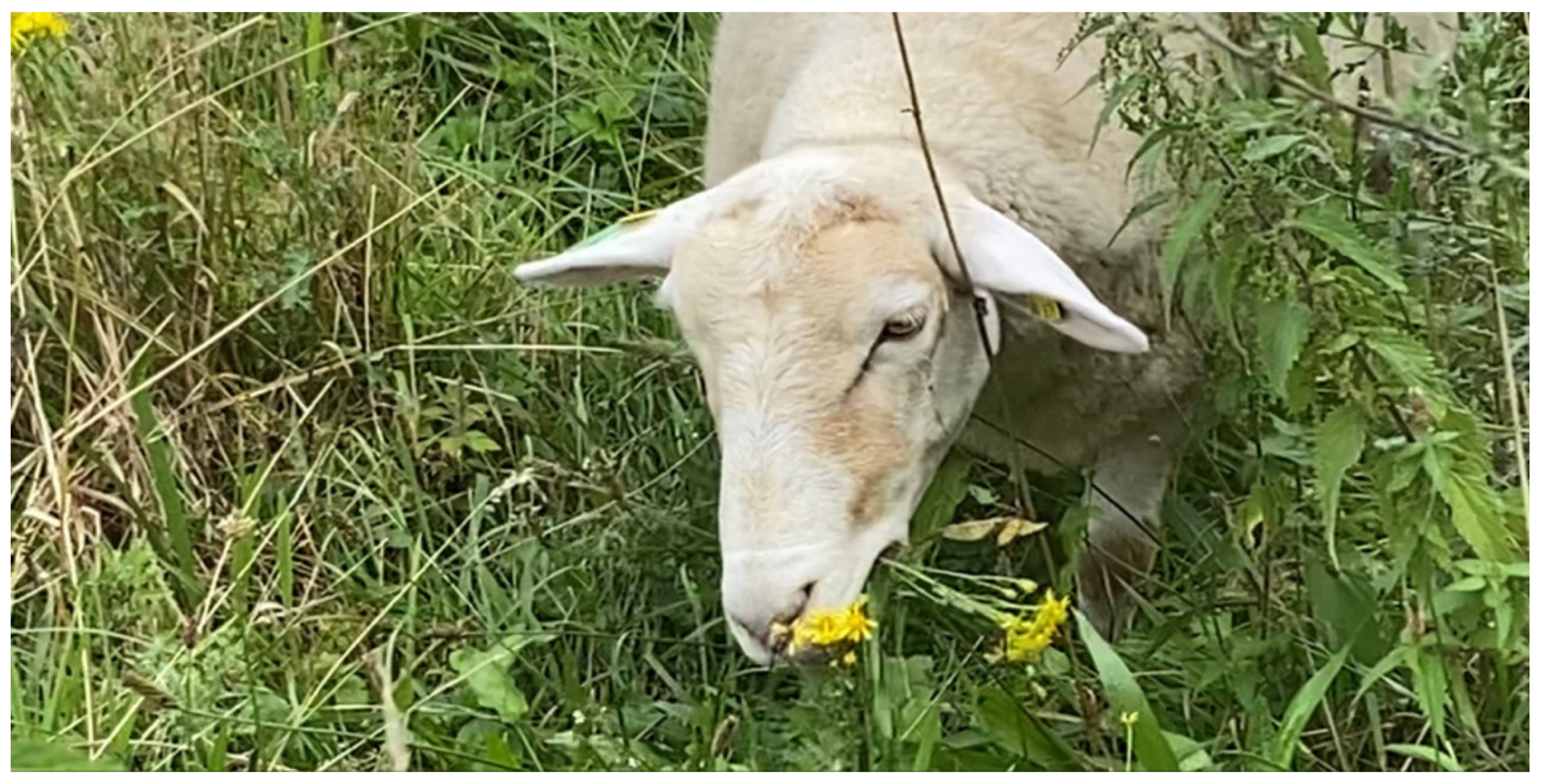 Animals 12 01000 g008 550