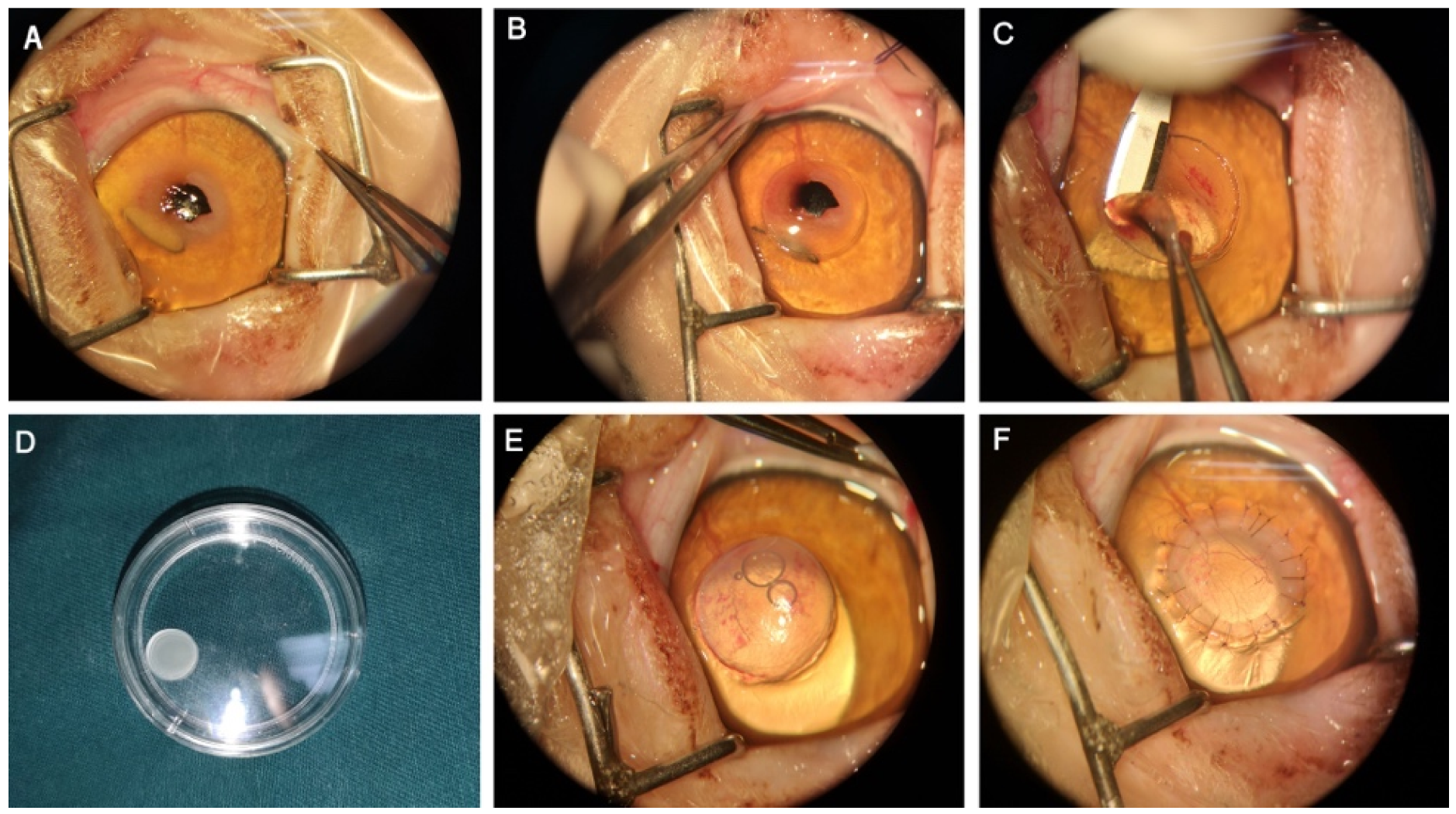 Animals 12 01016 g001