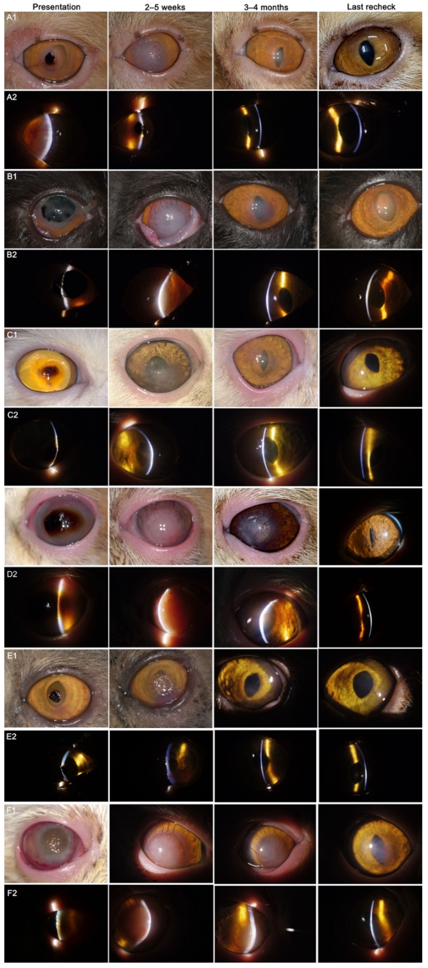 Animals 12 01016 g002