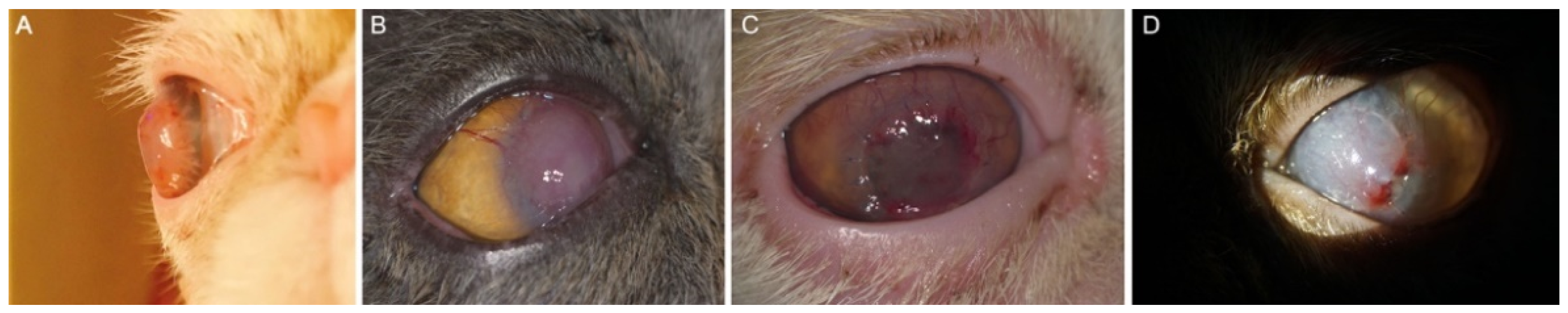 Animals 12 01016 g003