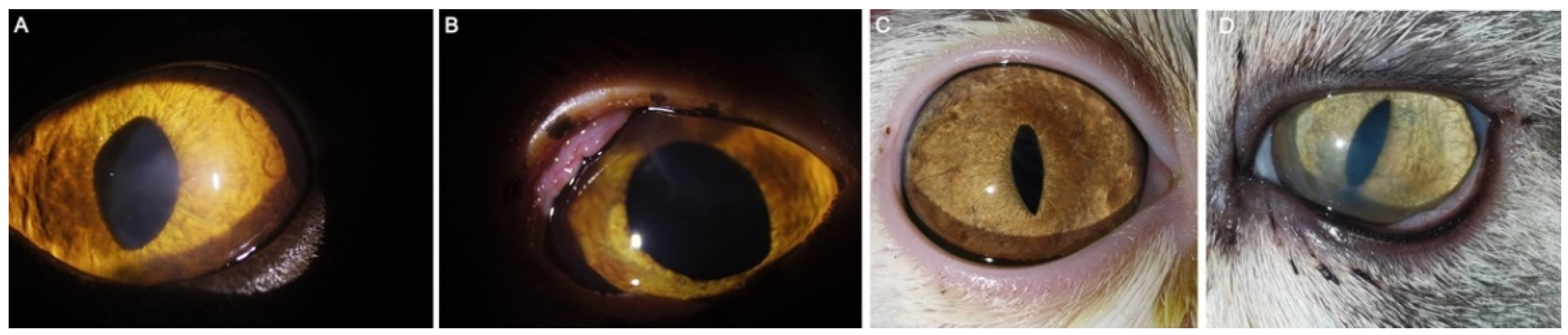 Animals 12 01016 g005