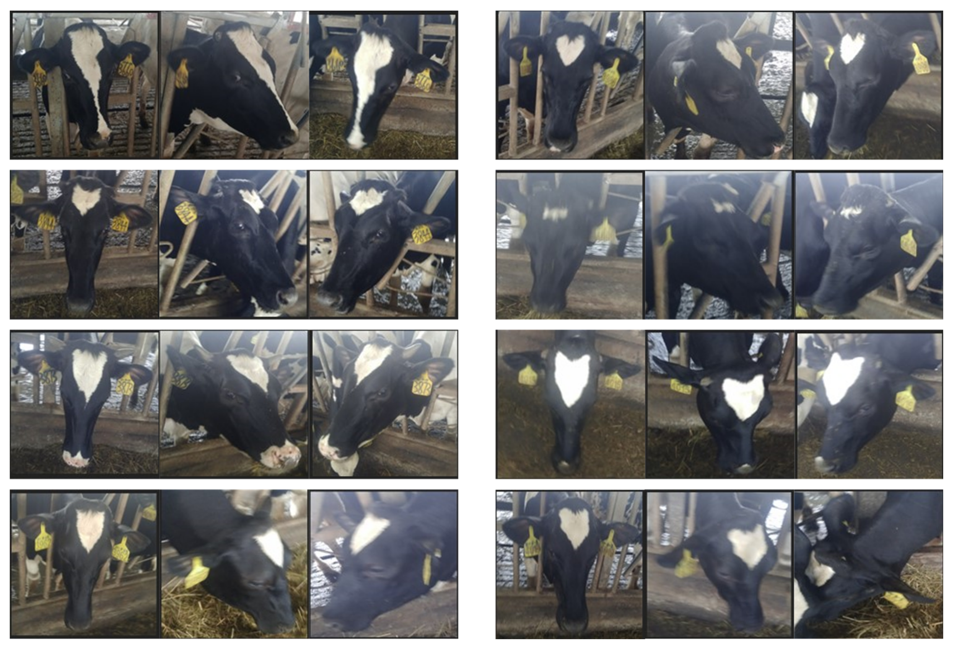 Animals 12 01047 g003 550