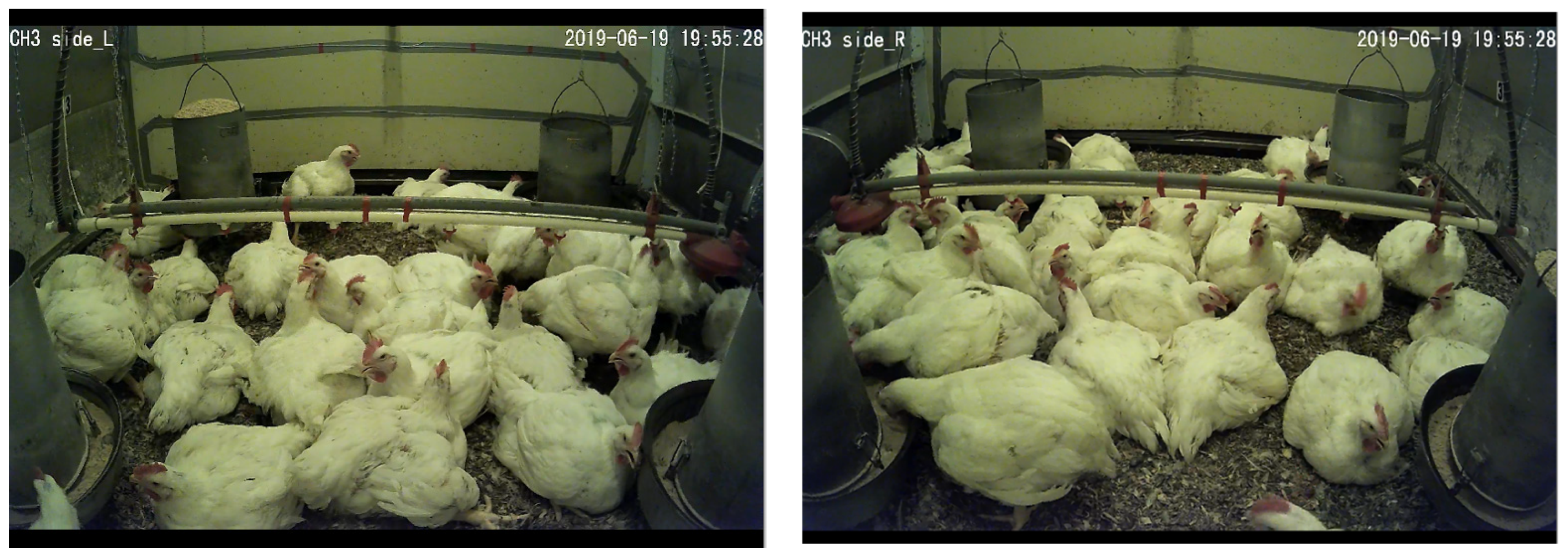 Animals | Free Full-Text | Impacts of Air Velocity Treatments under Summer Conditions: Part II—Heavy Broiler’s Behavioral Response Animals | Free Full-Text | Impacts of Air Velocity Treatments under Summer Conditions: Part II—Heavy Broiler’s Behavioral Response