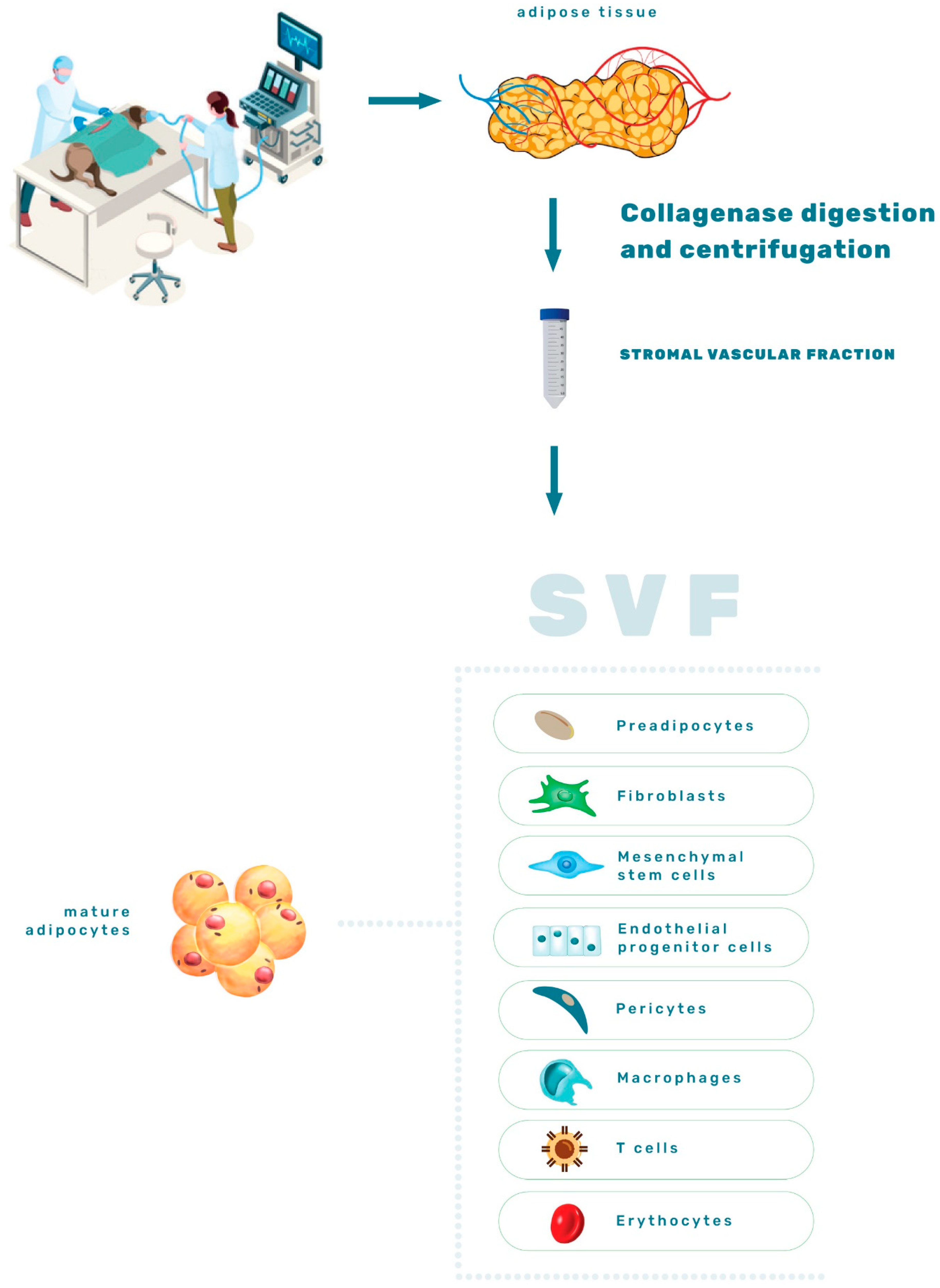 Animals | Free Full-Text | An Outstanding Role of Adipose Tissue in Canine Stem Cell Therapy Animals | Free Full-Text | An Outstanding Role of Adipose Tissue in Canine Stem Cell Therapy