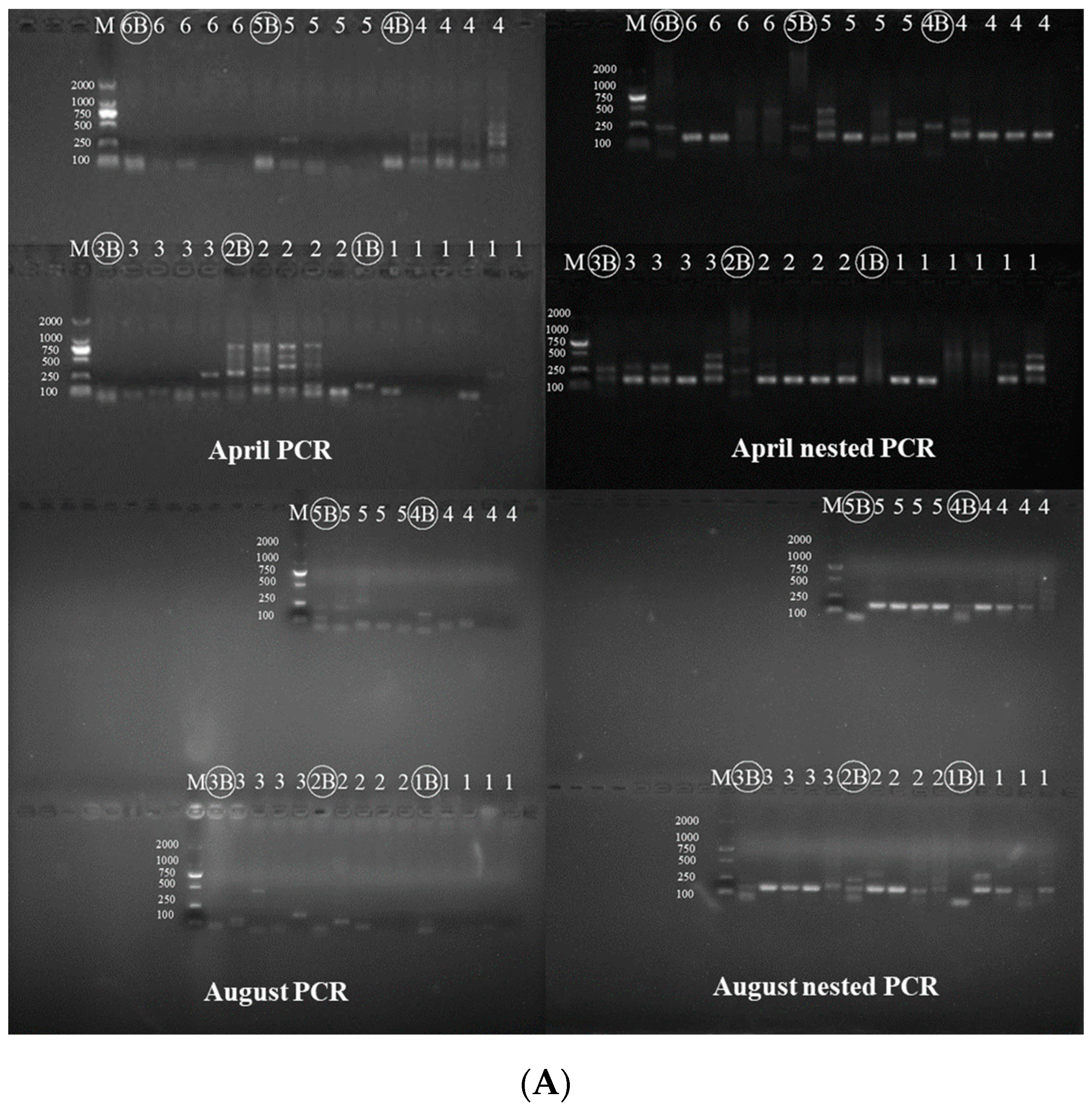 Animals 12 01105 g003a