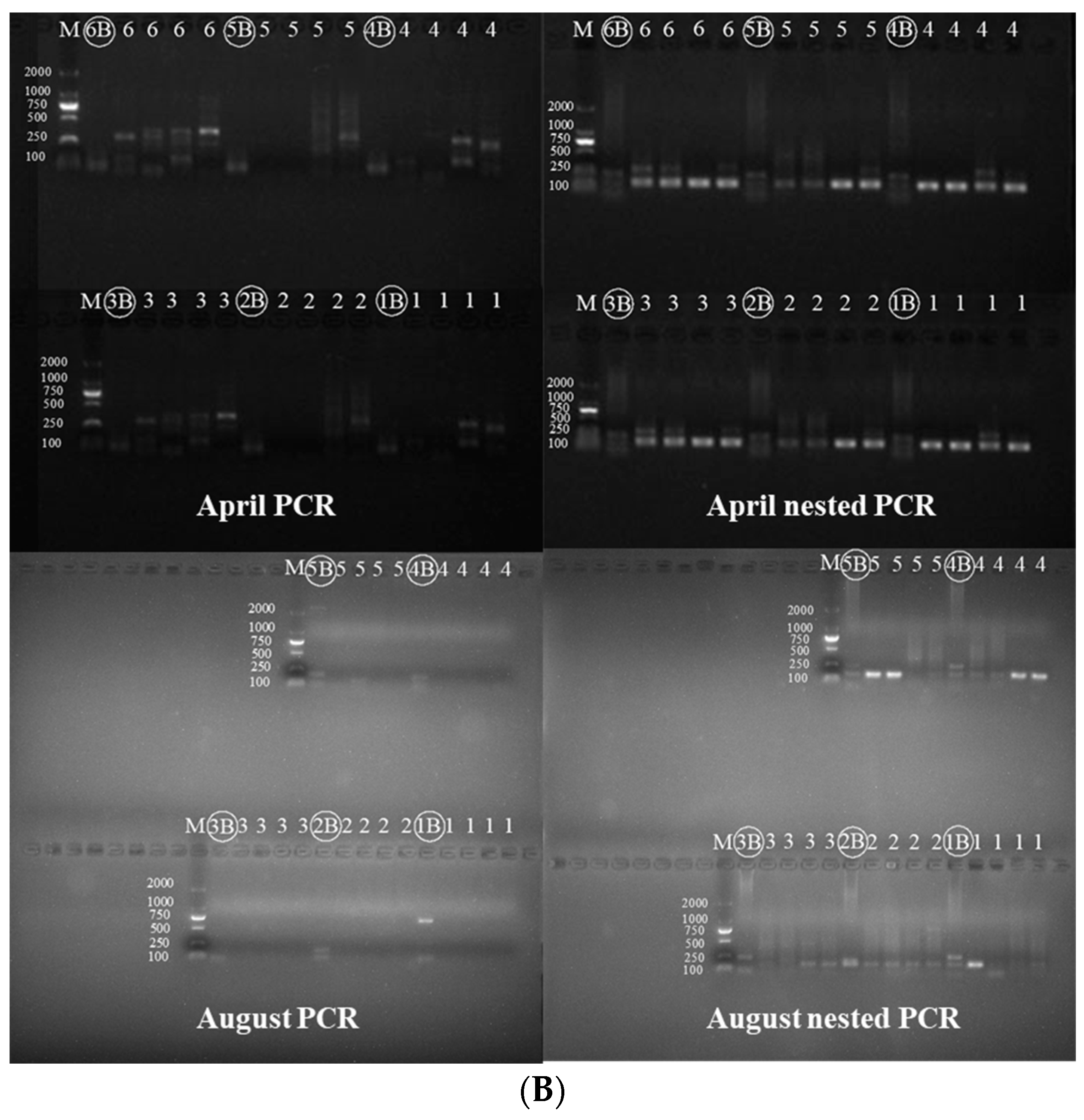 Animals 12 01105 g003b
