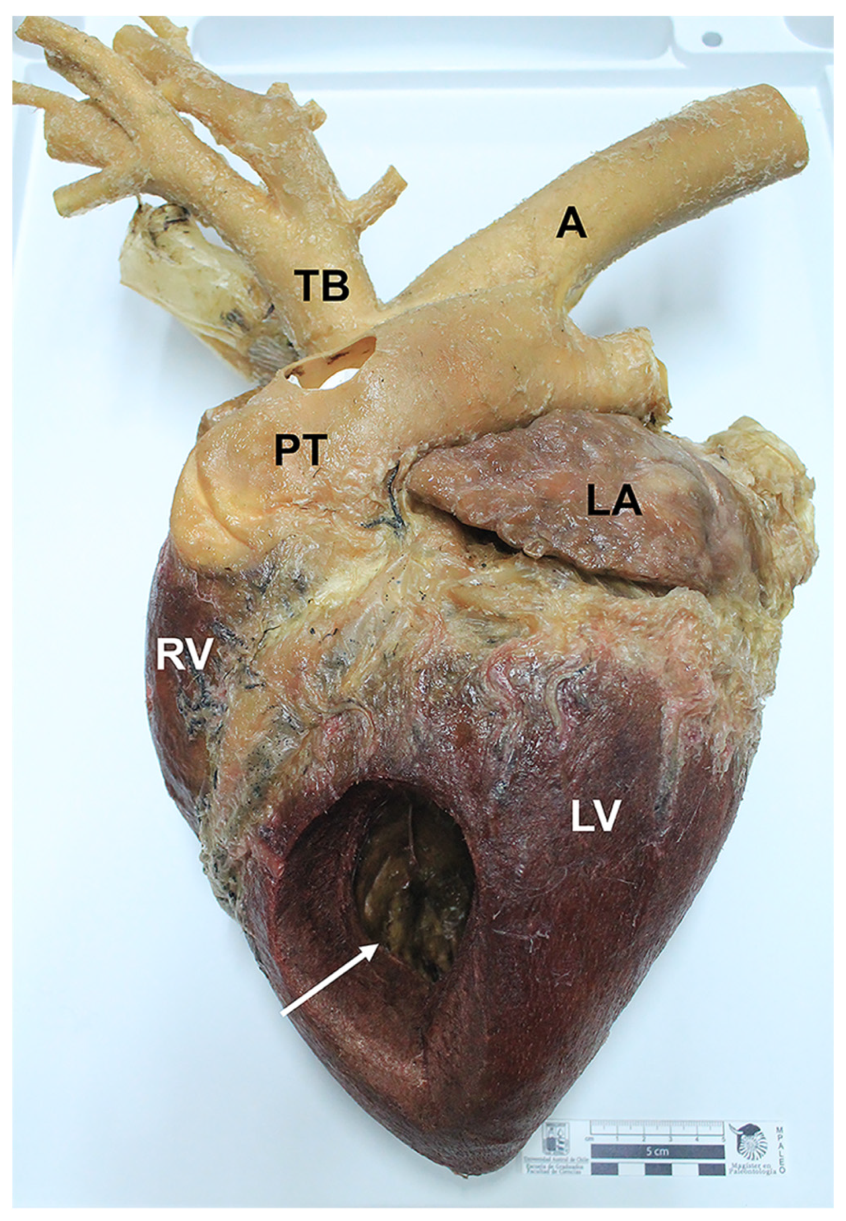 Animals 12 01111 g001