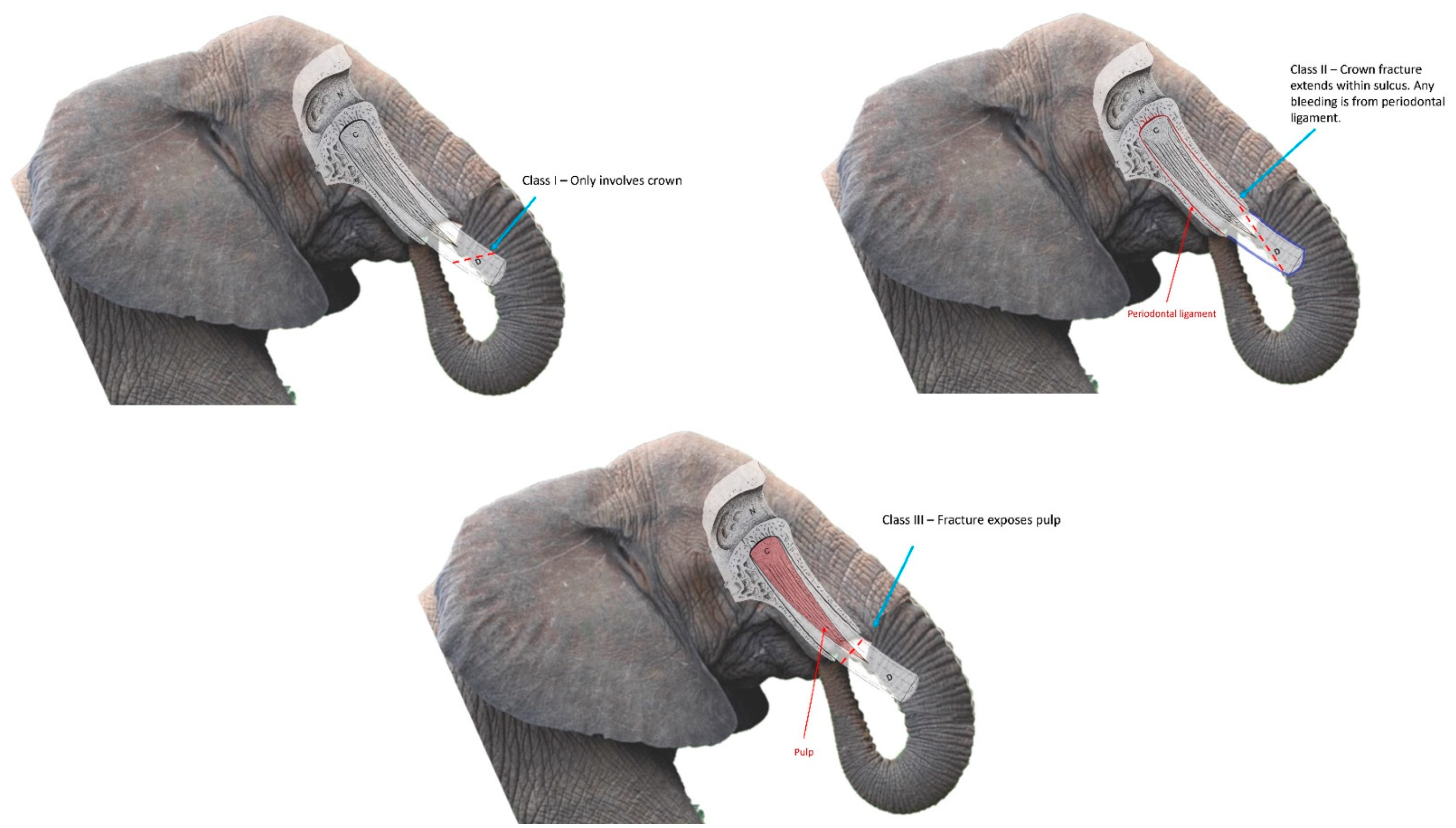 Animals 12 01125 g001 550