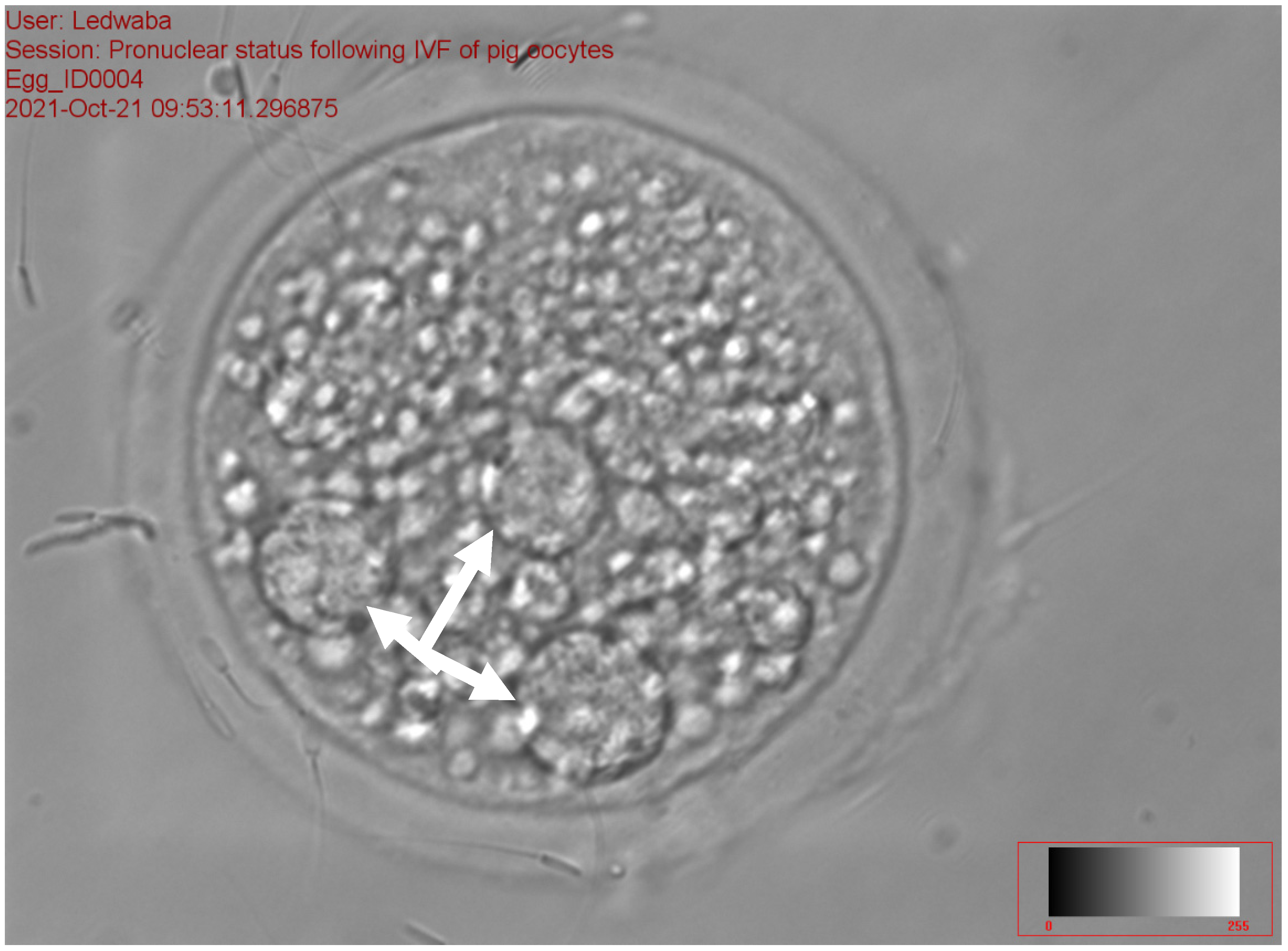 Animals 12 01137 g005