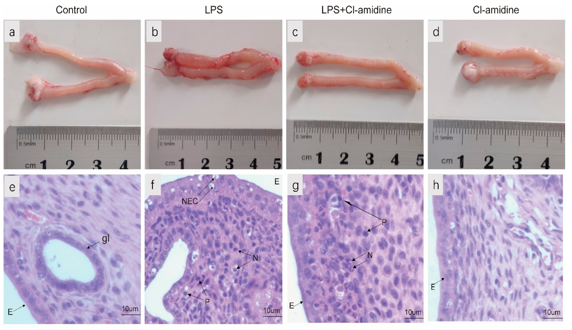 Animals 12 01151 g001 550