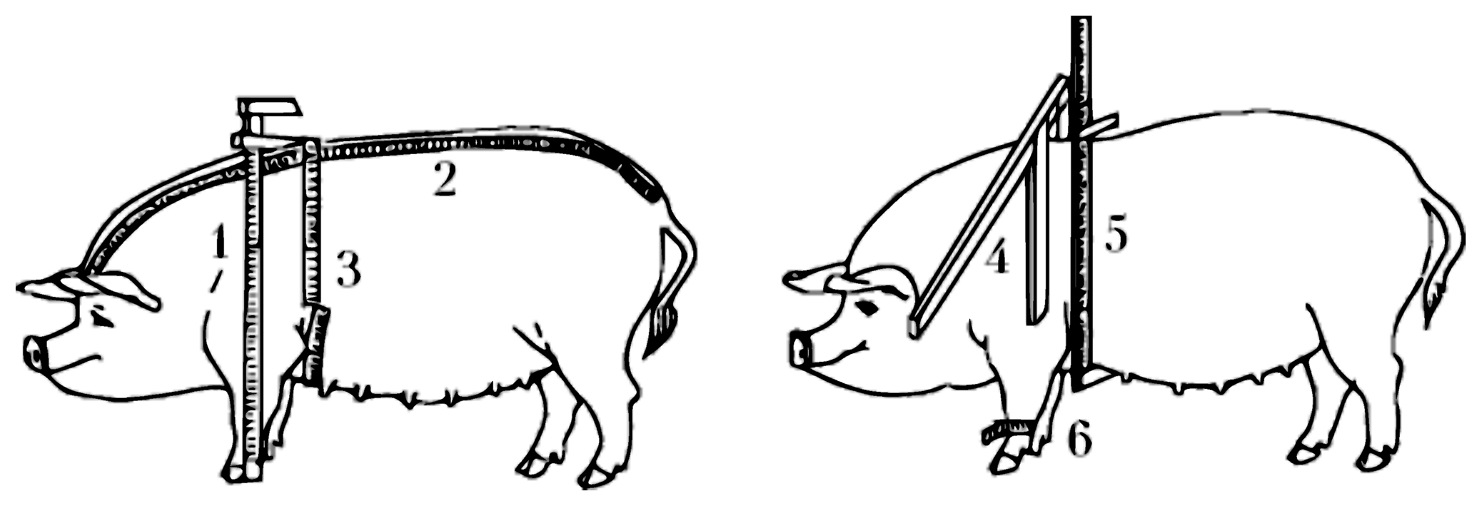 Живая масса свиньи. Измерение свиней промеры. Промеры КРС. Таблица промеров свиней. Точки взятия промеров у свиней.