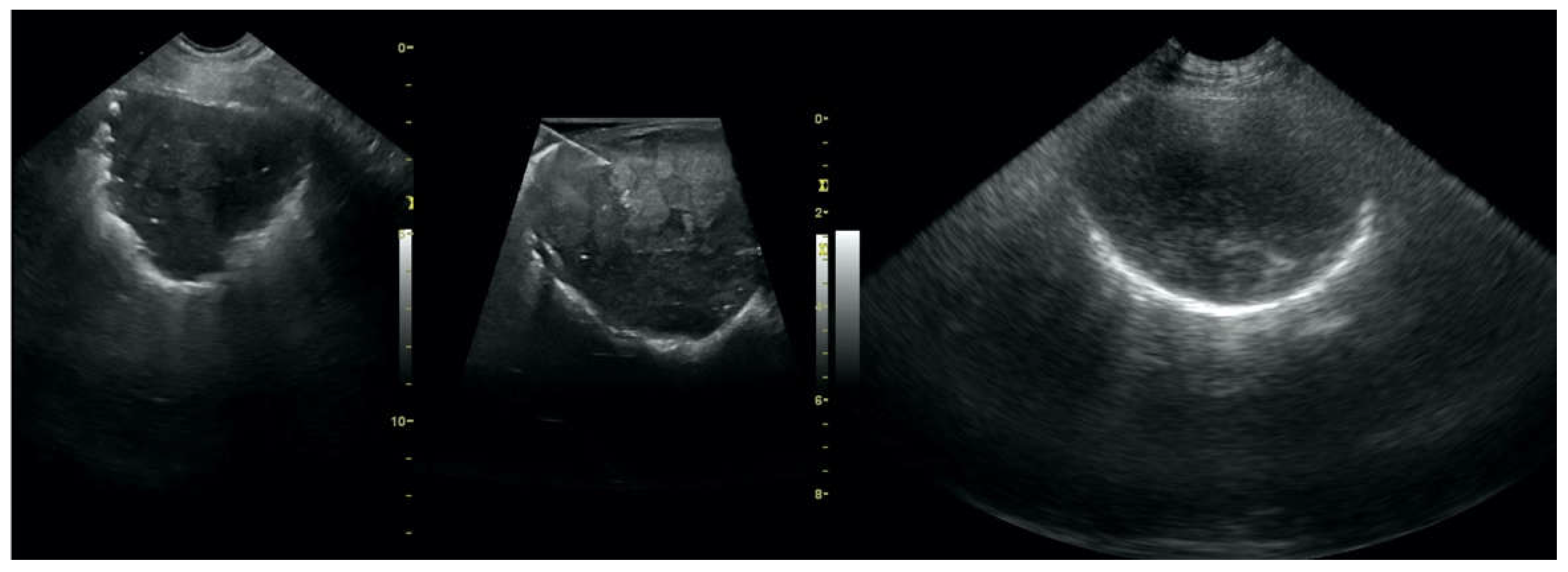 Animals 12 01154 g009 550