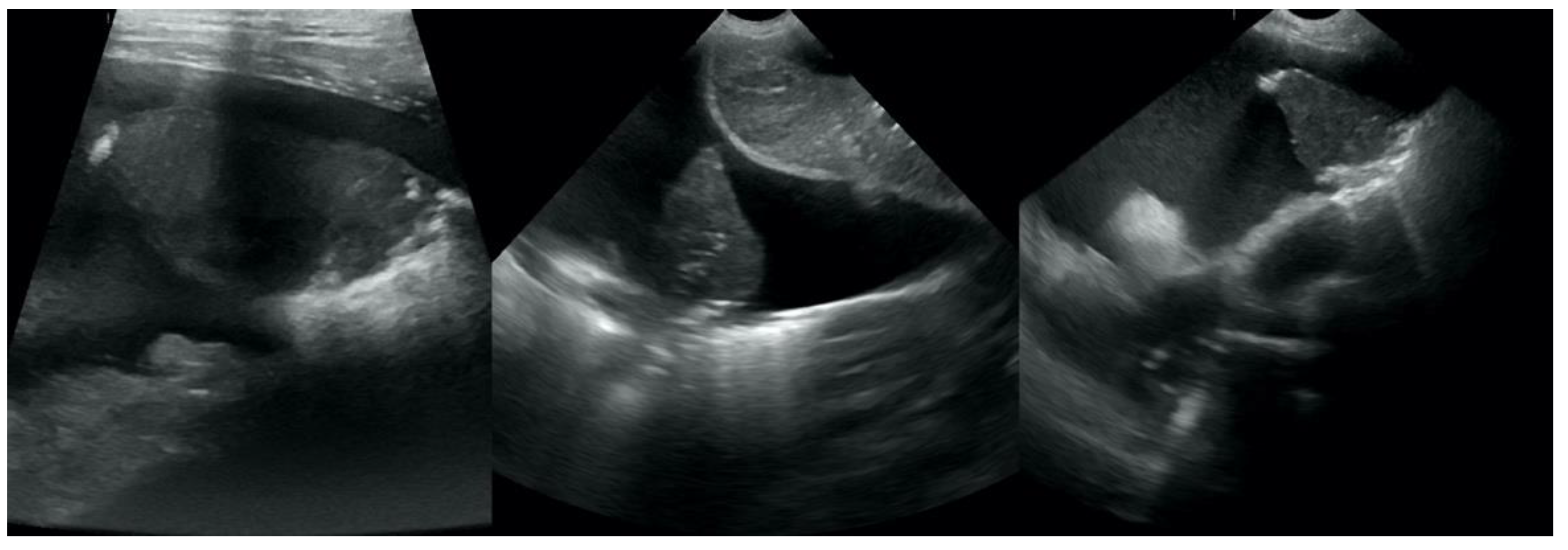 Animals 12 01154 g010 550