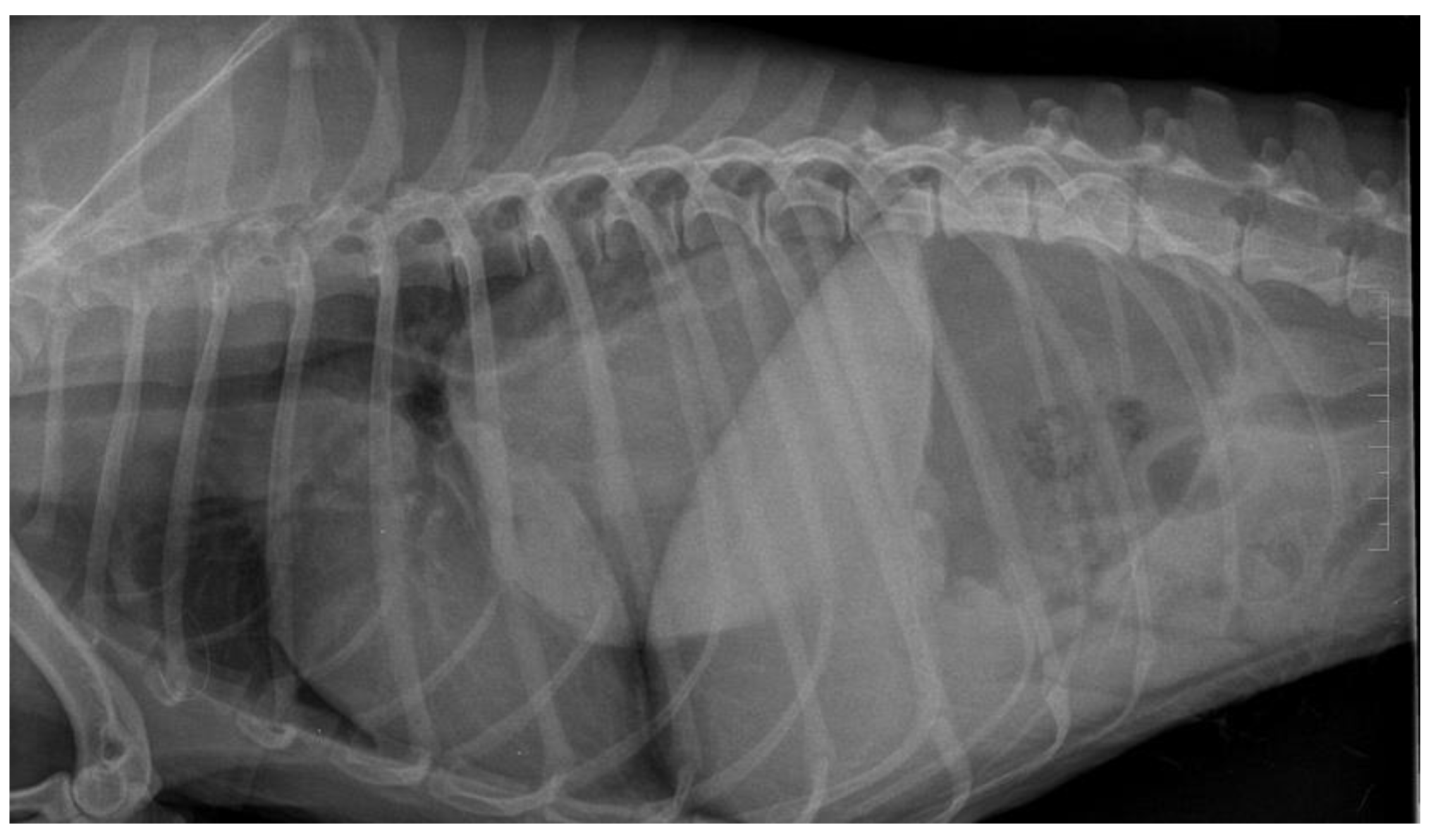 Where Are Dog Lungs Located