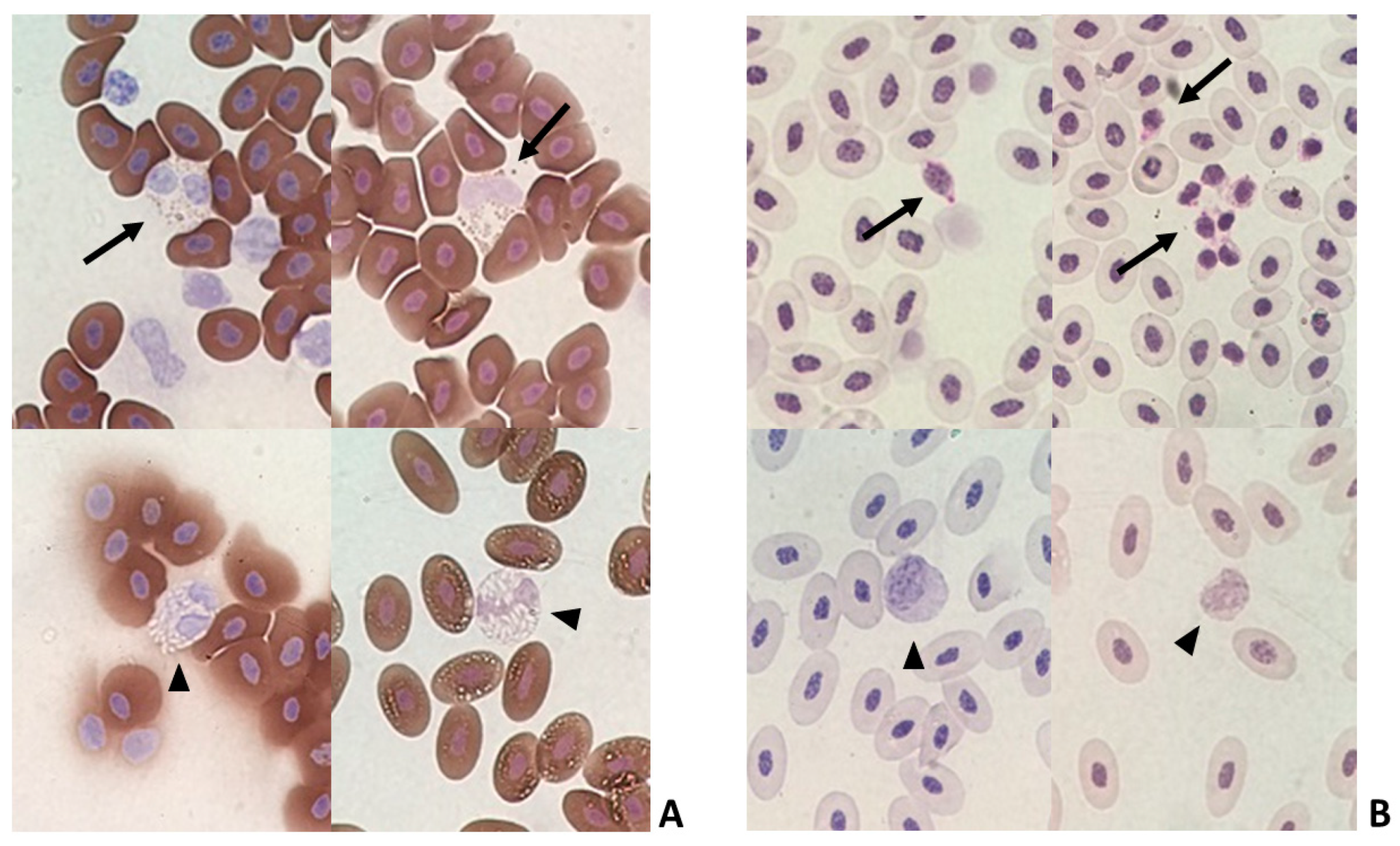 Animals 12 01156 g006