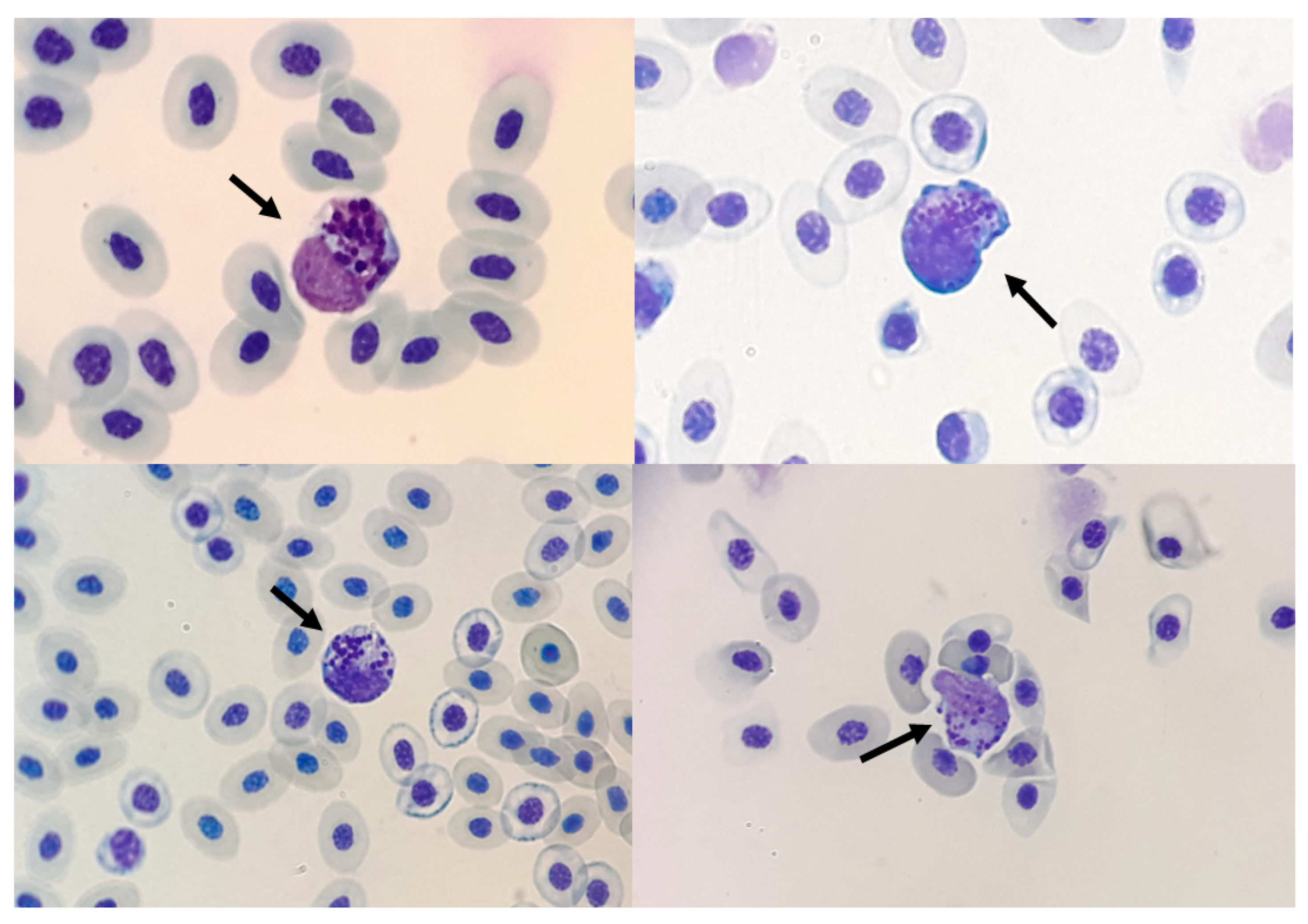 Animals 12 01156 g007