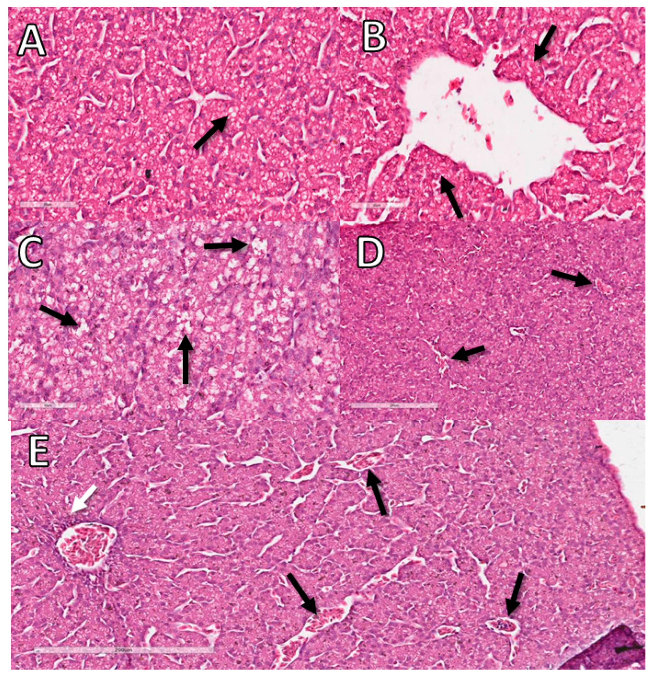 Animals 12 01156 g008