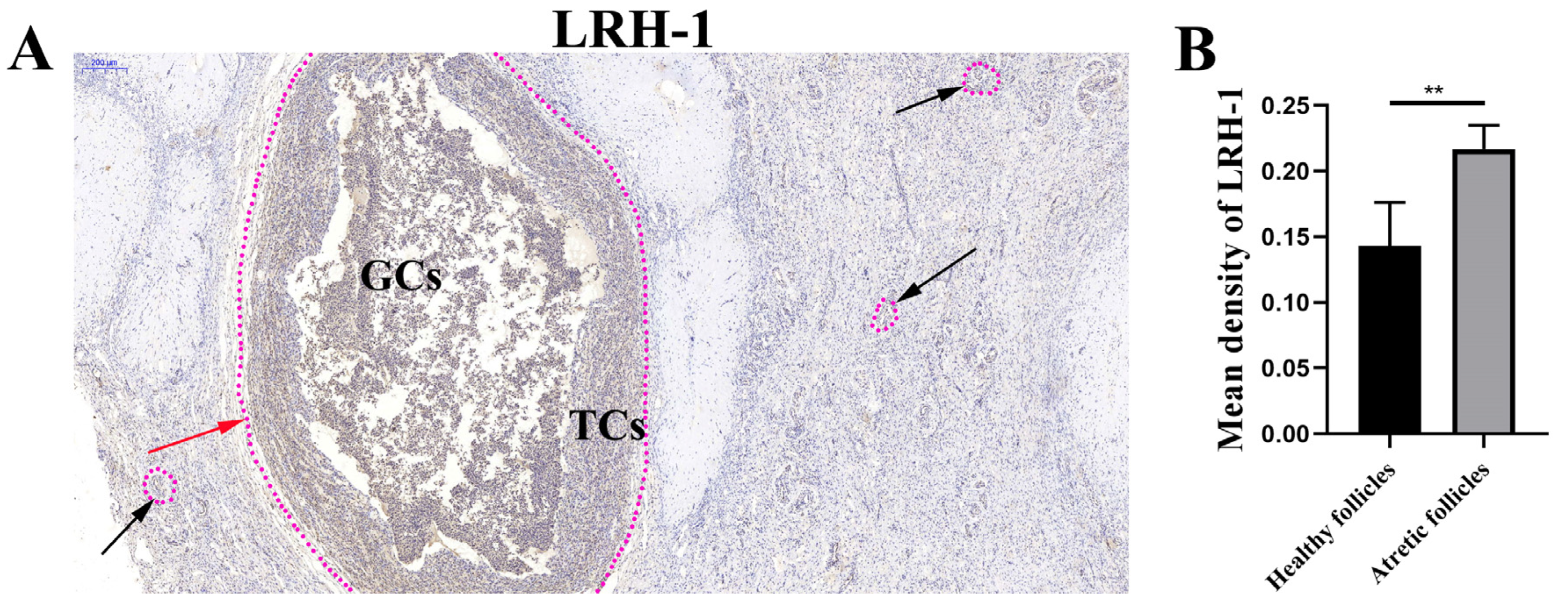 Anatomical pathology - Wikipedia