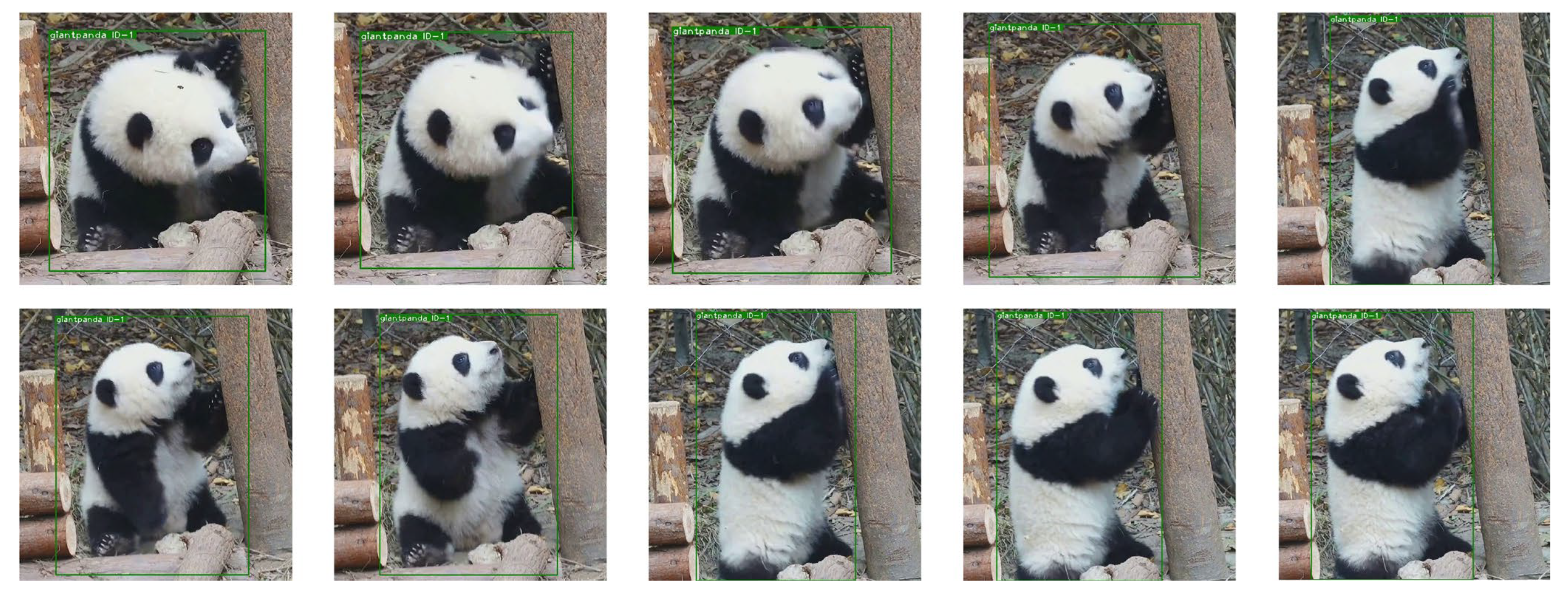 Animals 12 01223 g008 550