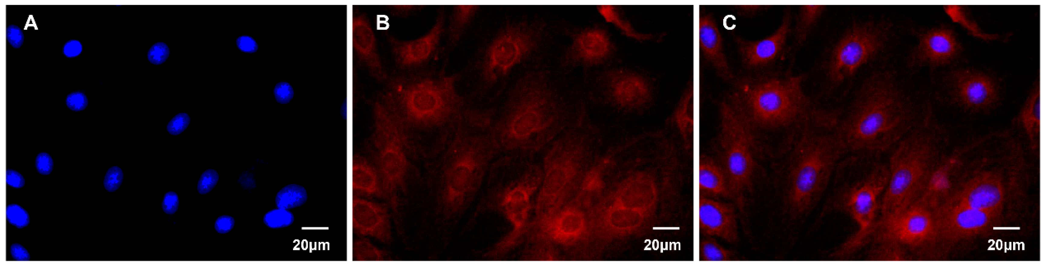 Animals 12 01228 g001 550