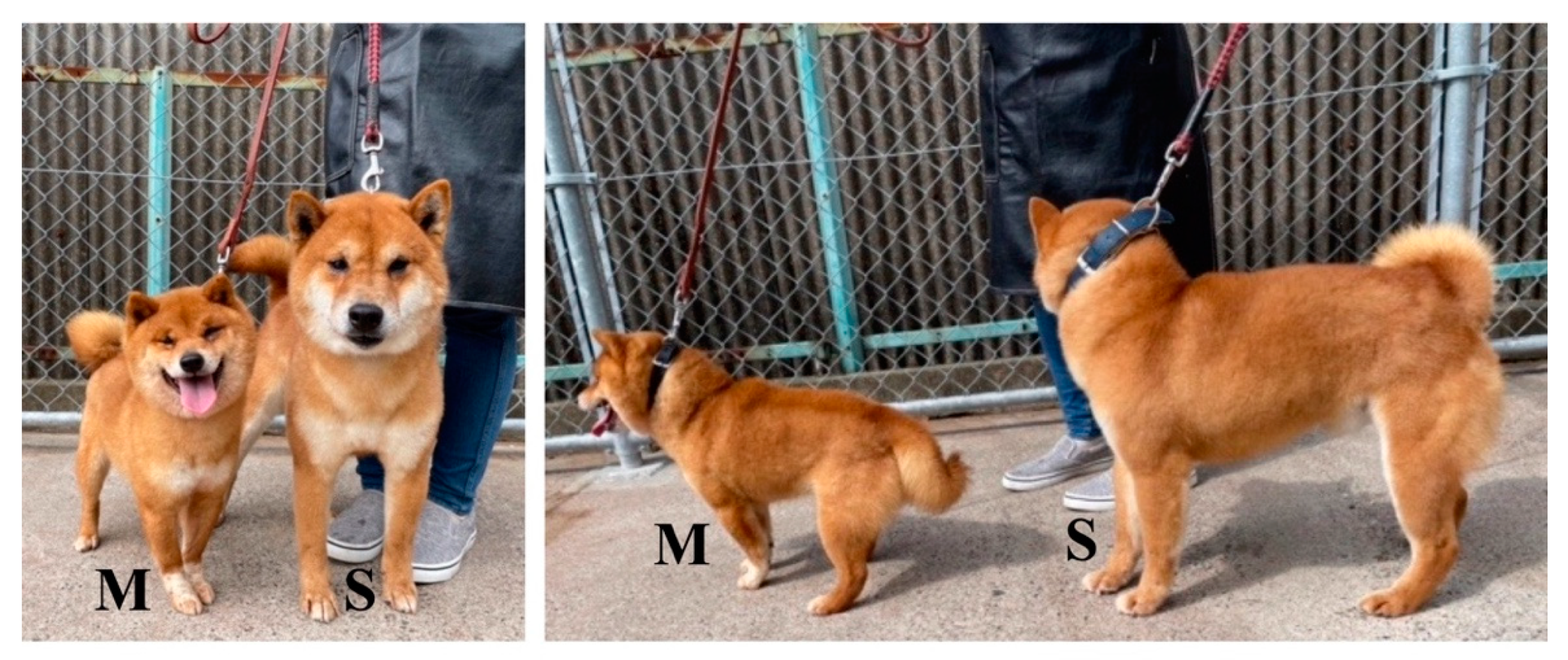 Mini shiba store inu full grown
