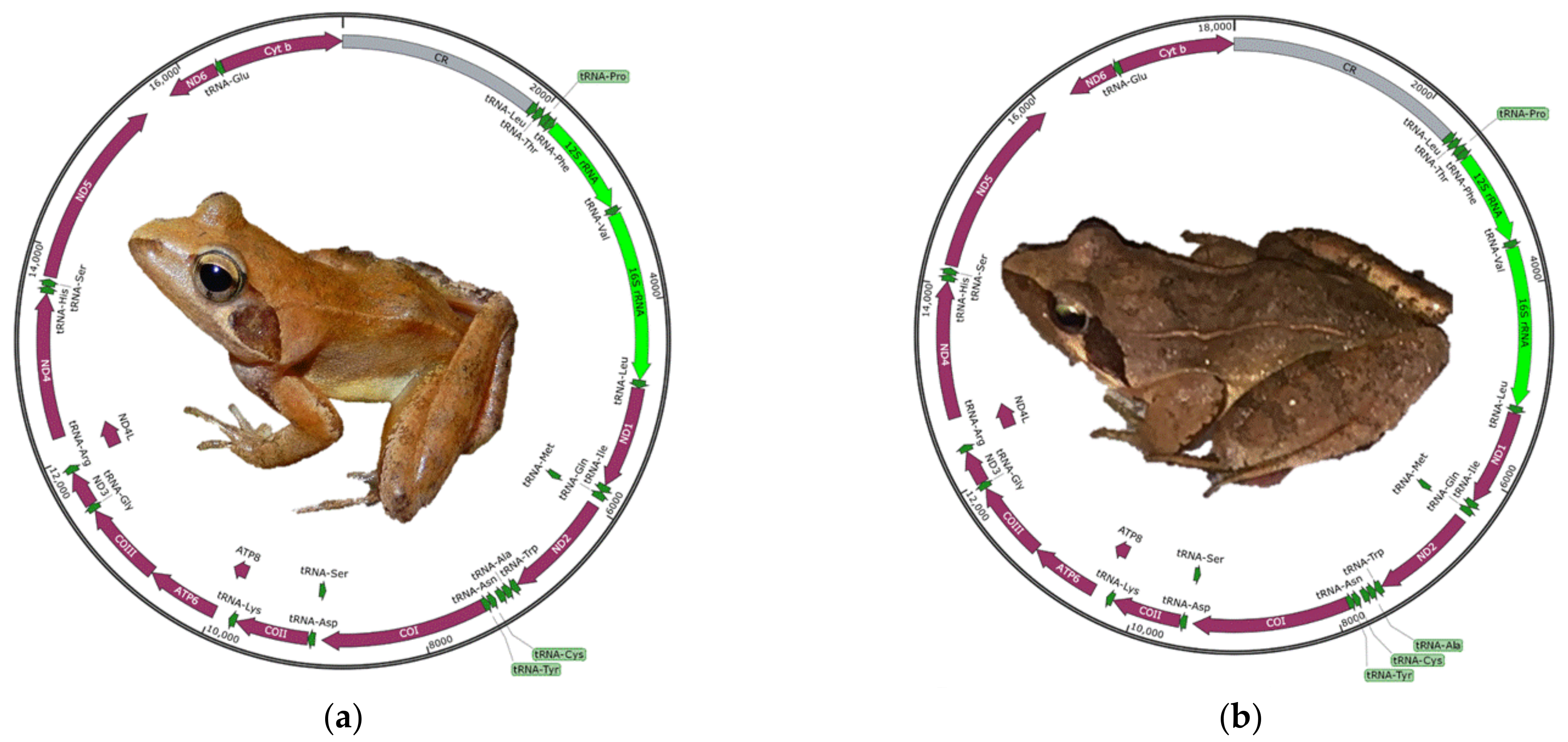 Animals 12 01250 g001 550