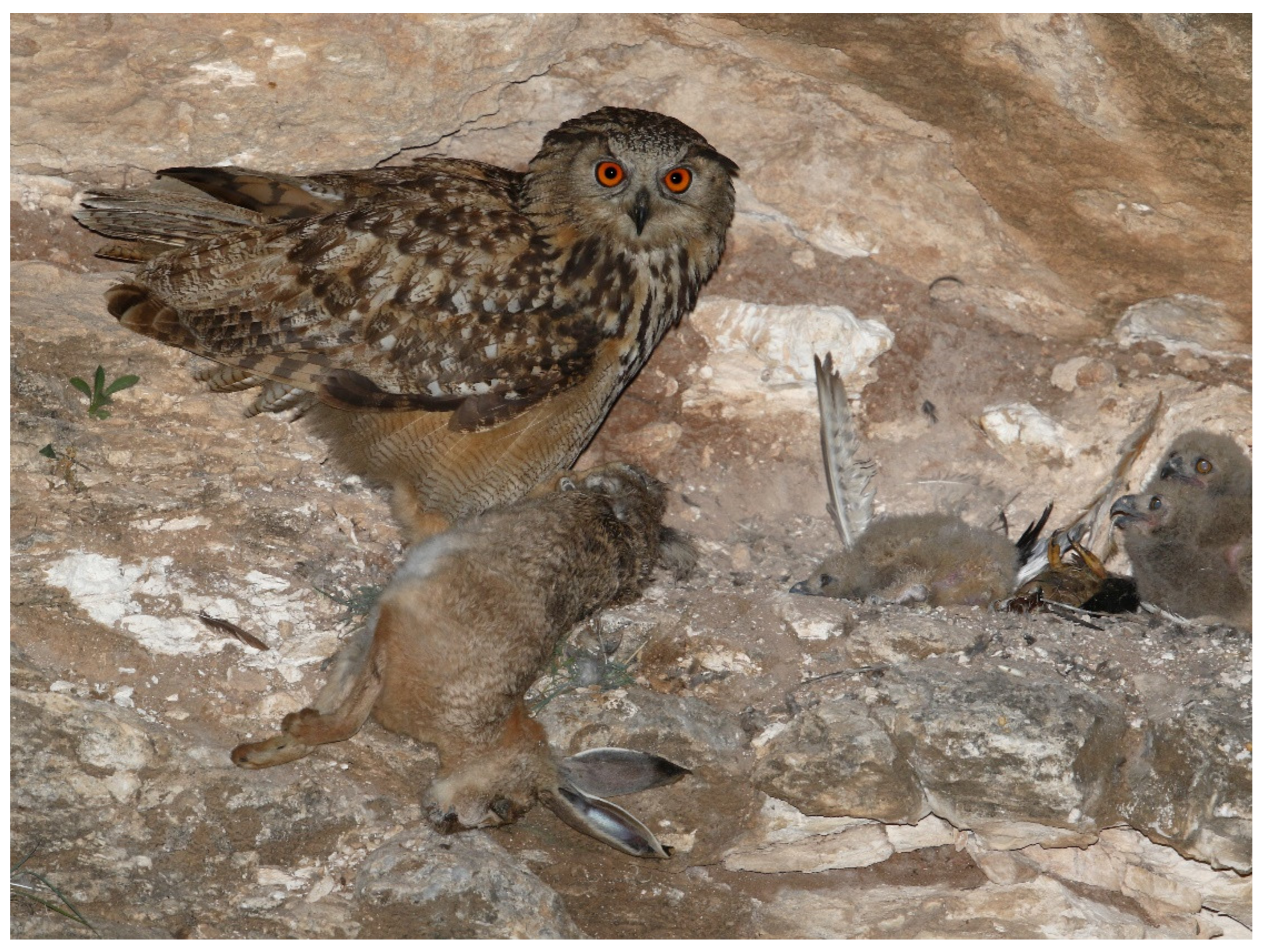 Animals 12 01280 g005 Animals 12 01280 g005