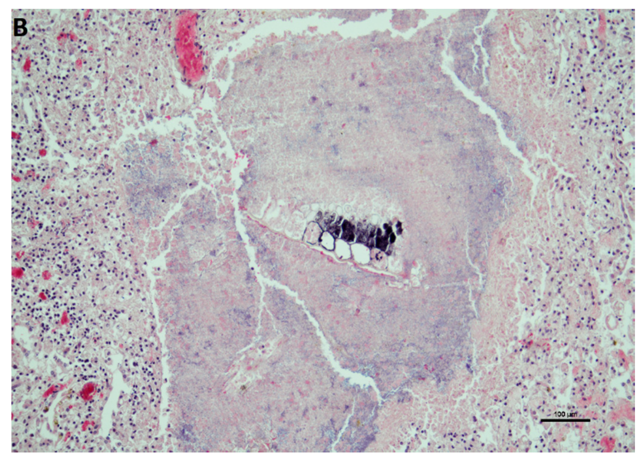 Animals 12 01303 g001b