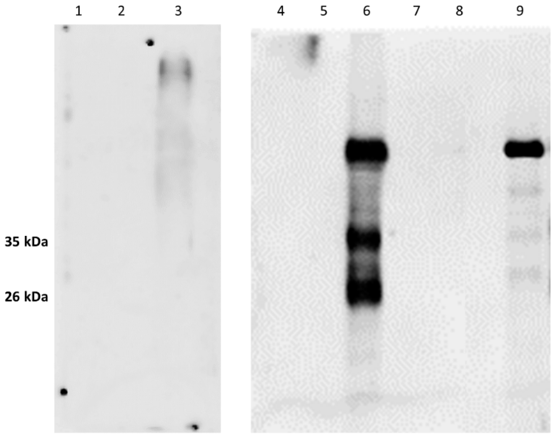 Animals 12 01304 g003