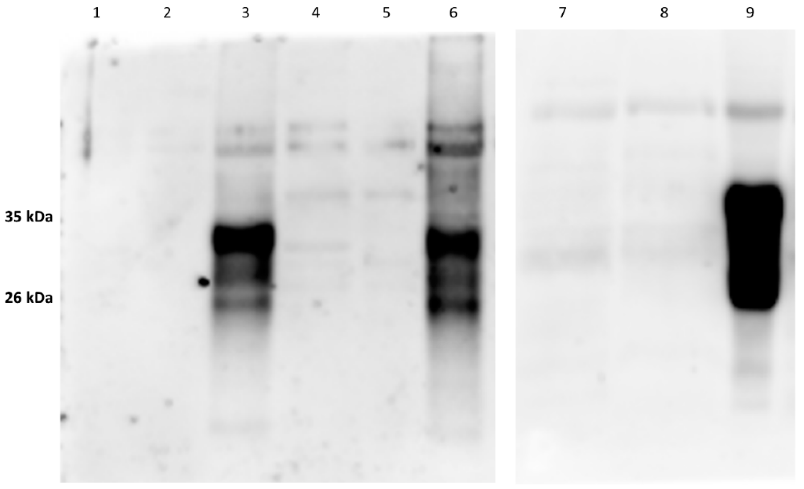 Animals 12 01304 g004