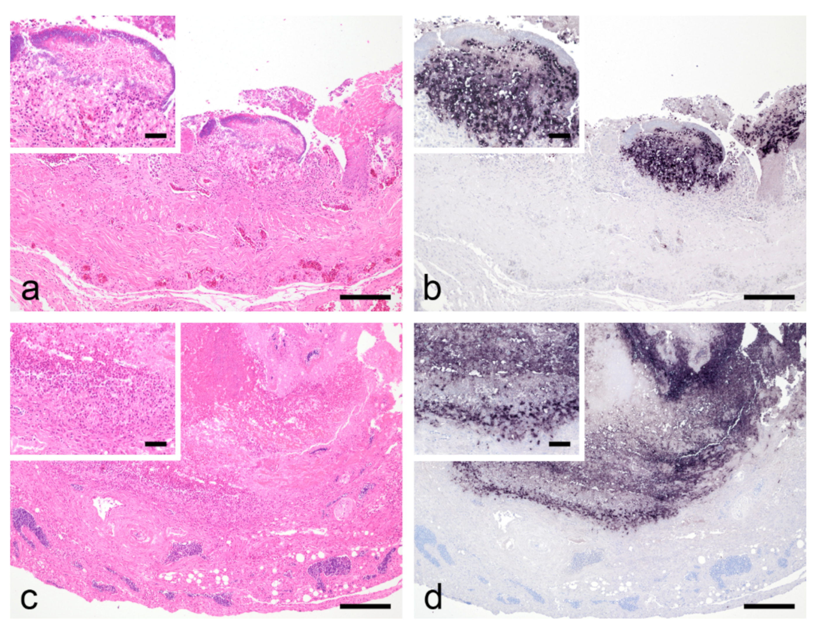 Animals 12 01306 g003 Animals 12 01306 g003