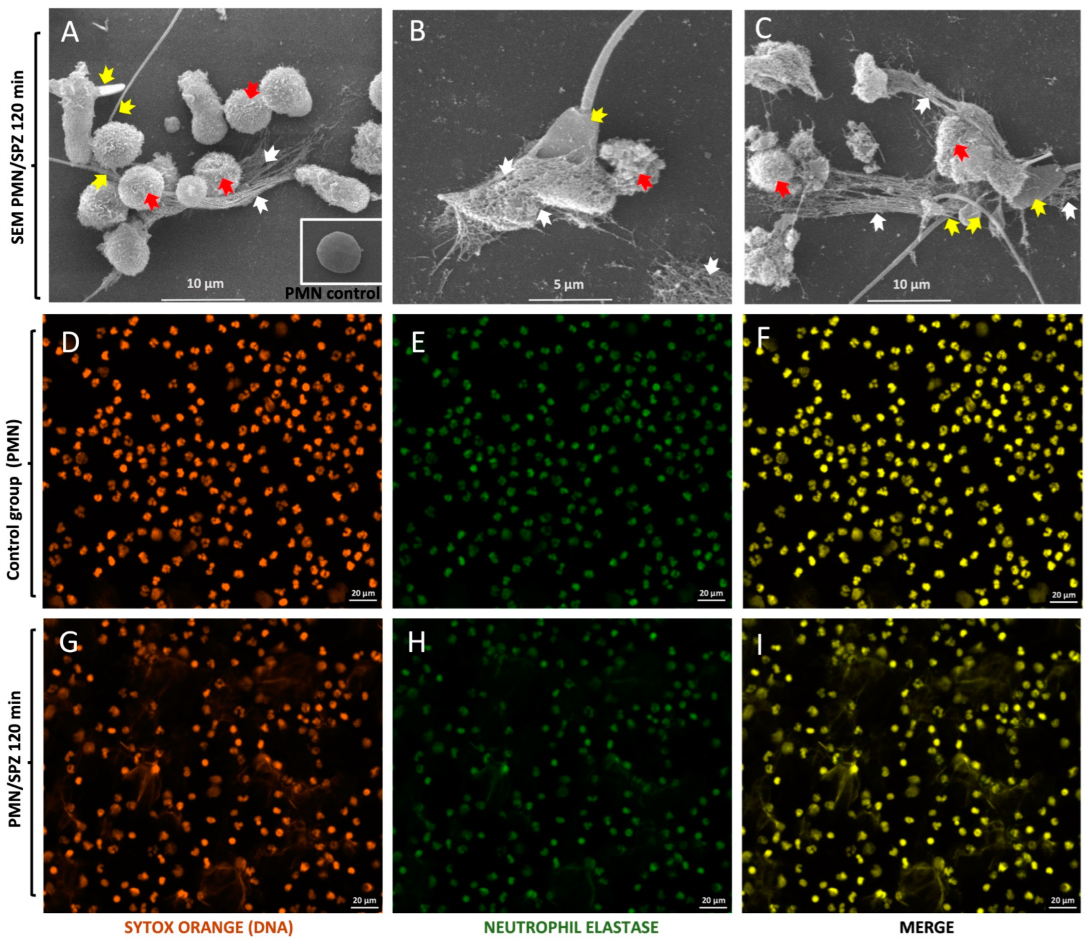 Animals 12 01308 g001