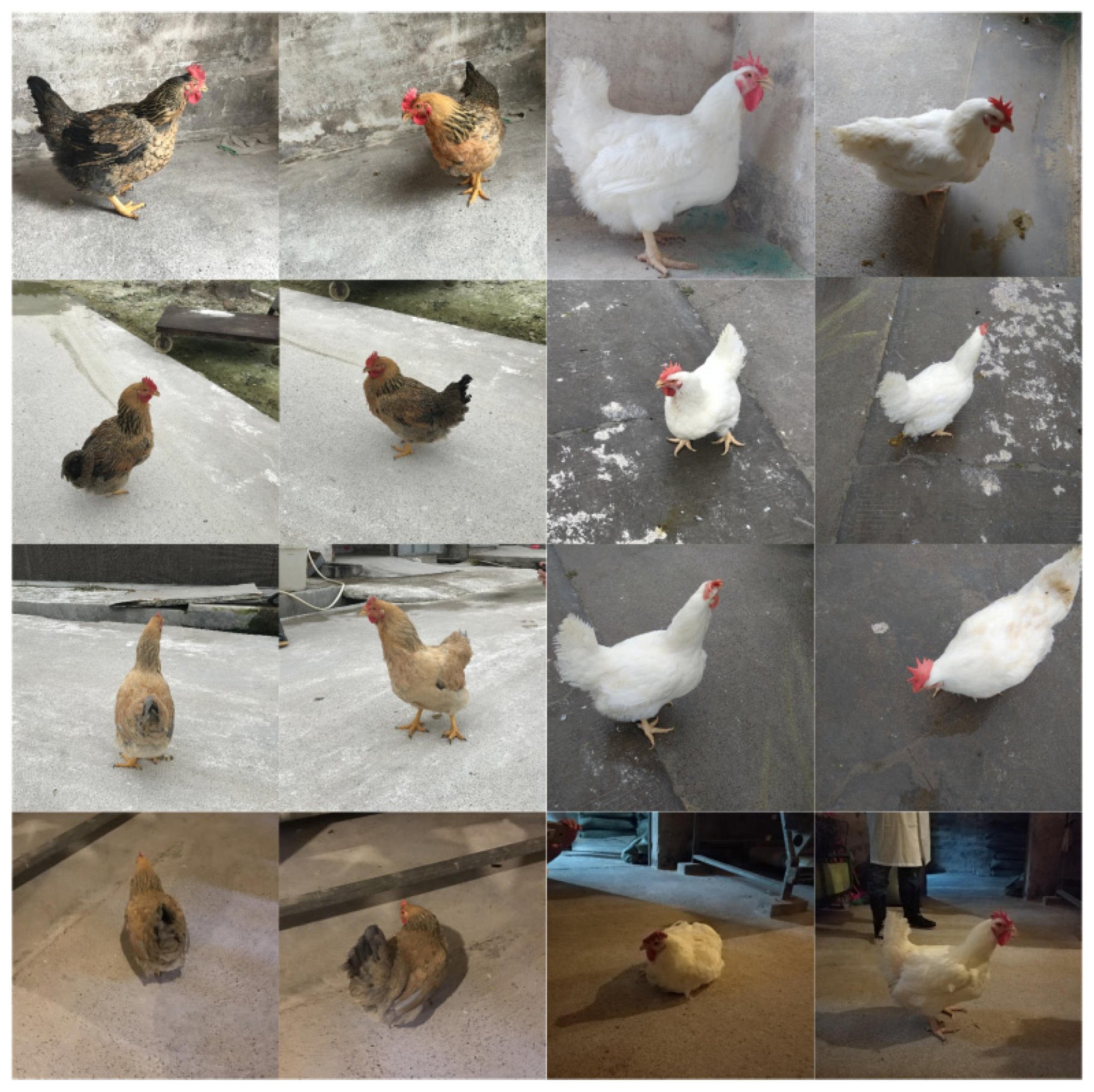 poultry track monitoring camera