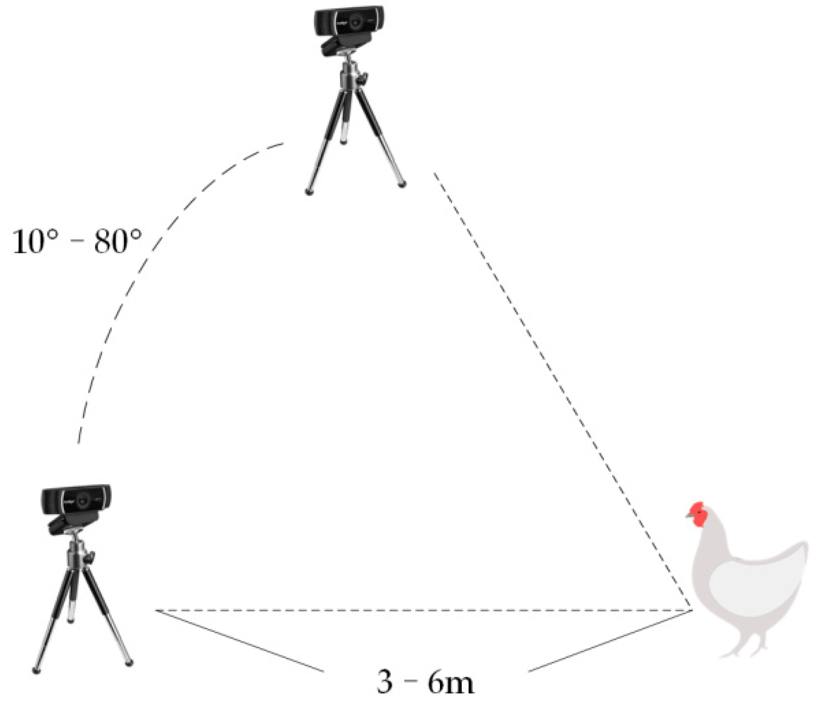 Animals 12 01322 g002