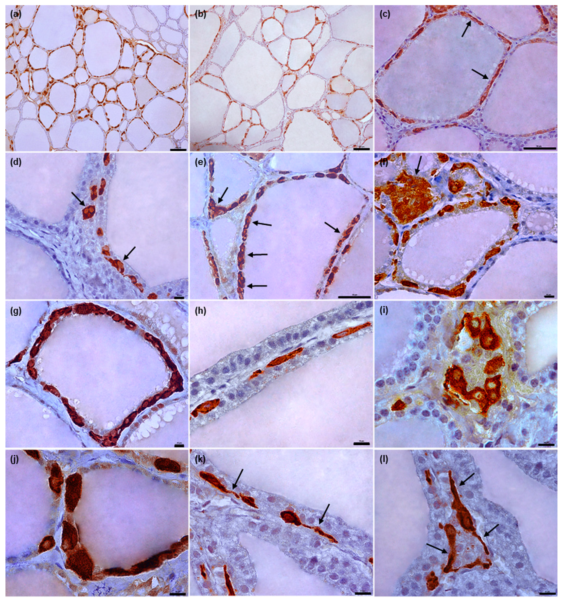 Animals 12 01324 g003 Animals 12 01324 g003