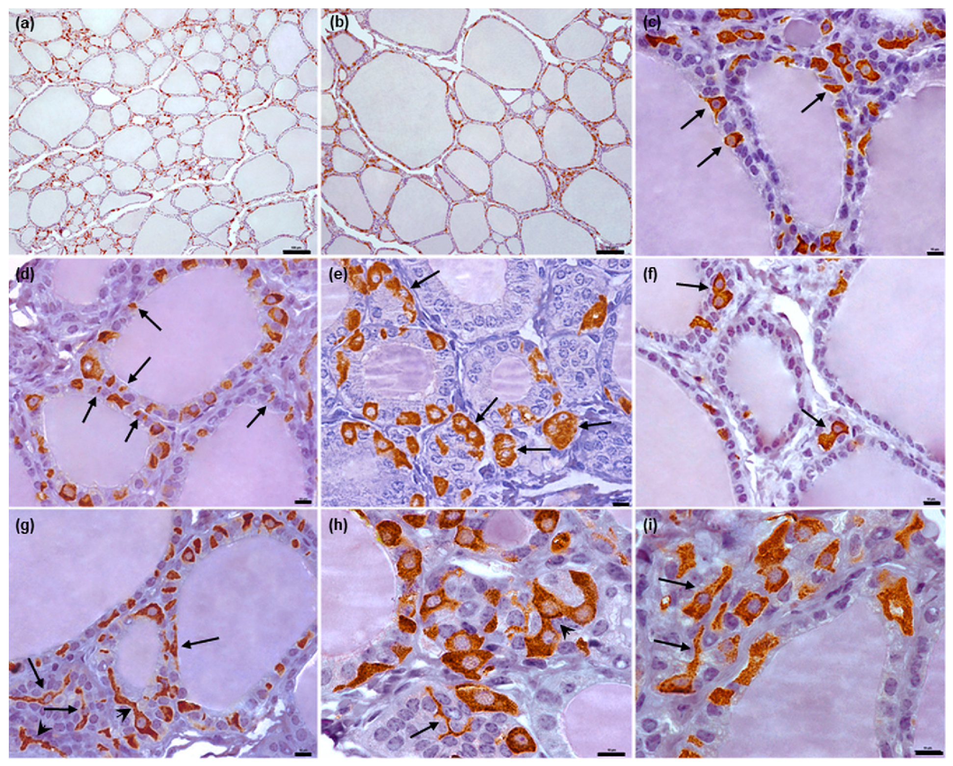 Animals 12 01324 g004 Animals 12 01324 g004