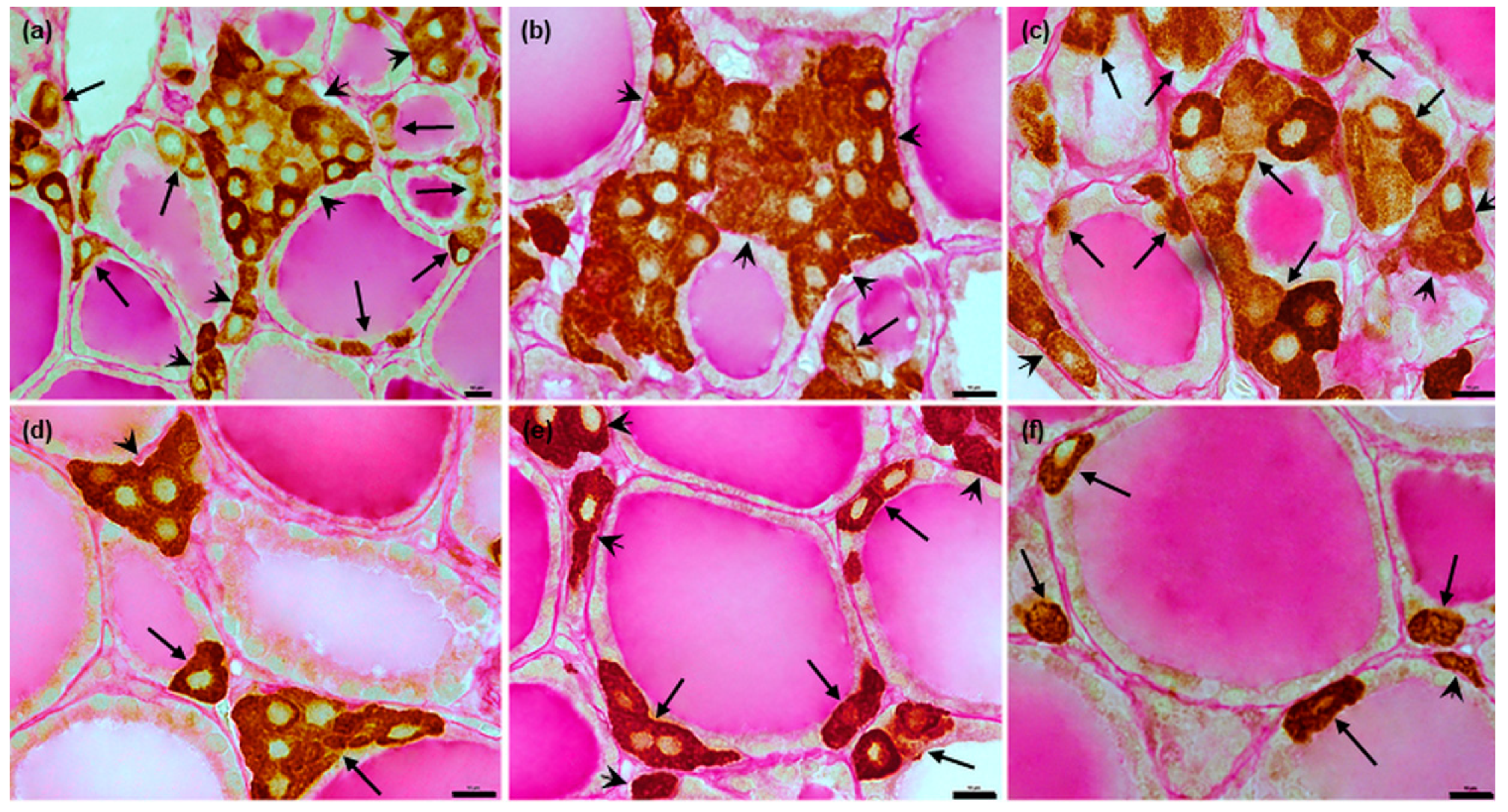 Animals 12 01324 g005 Animals 12 01324 g005