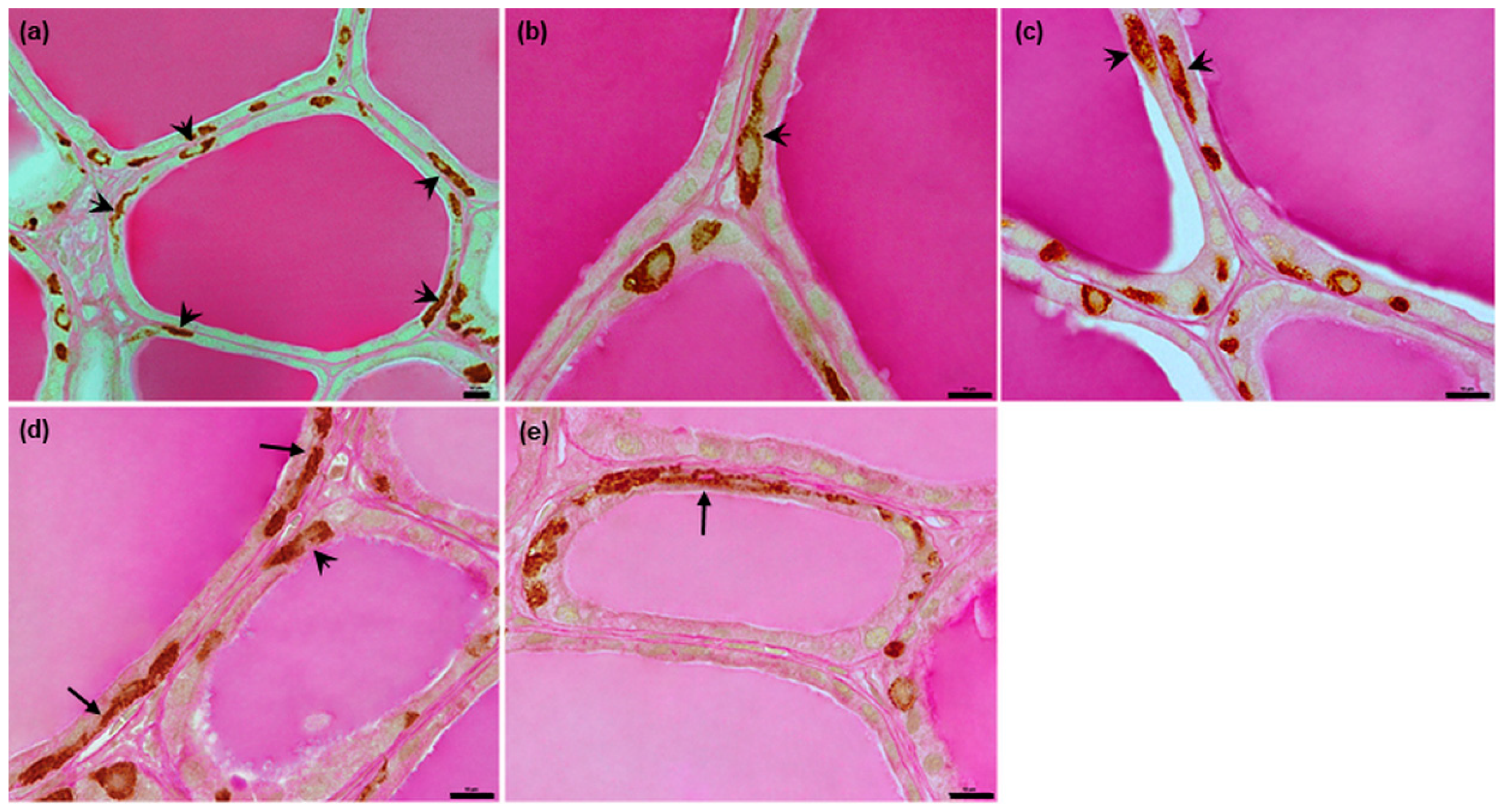 Animals 12 01324 g006 Animals 12 01324 g006