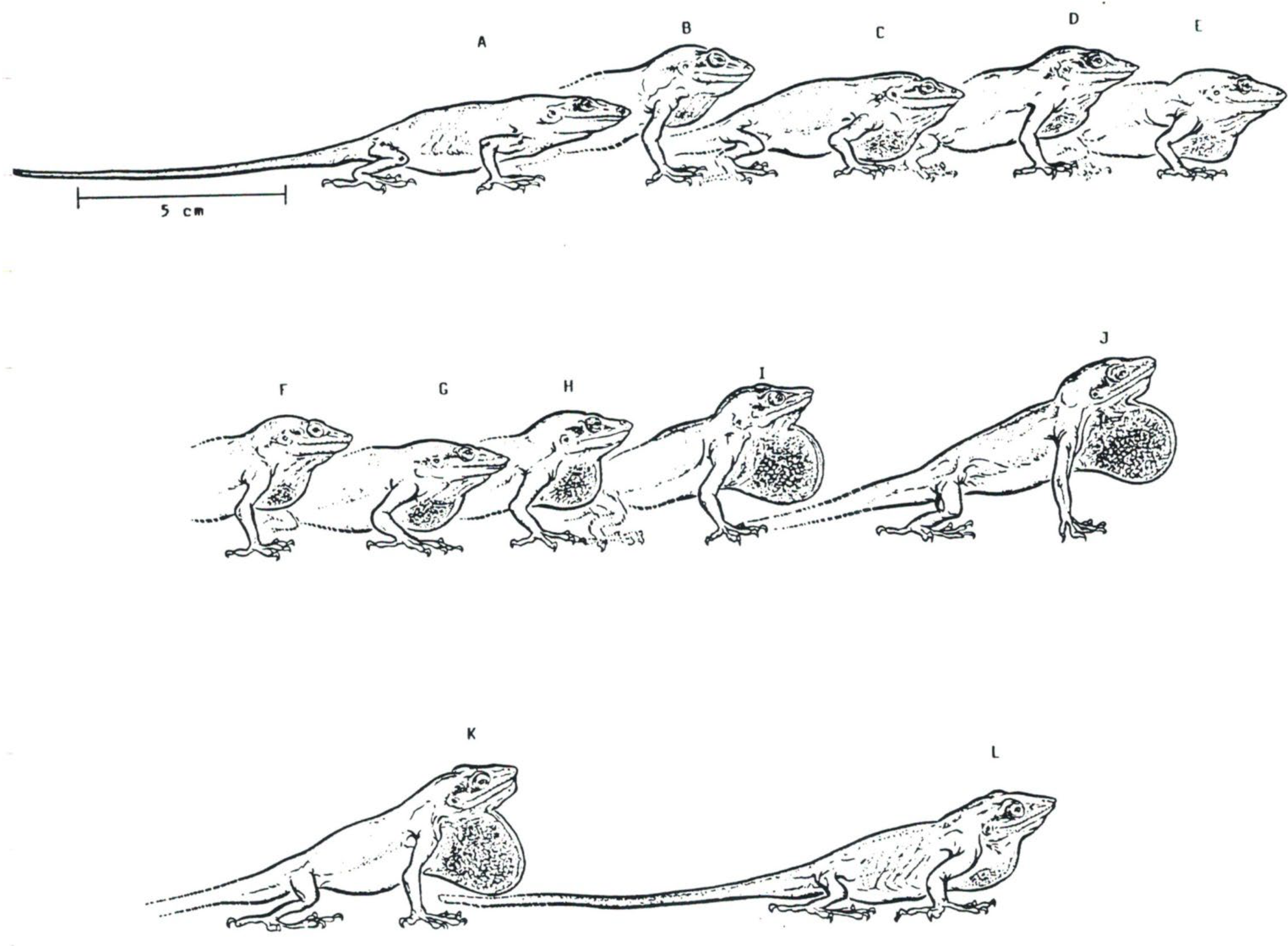 Animals 12 01336 g013 Animals 12 01336 g013