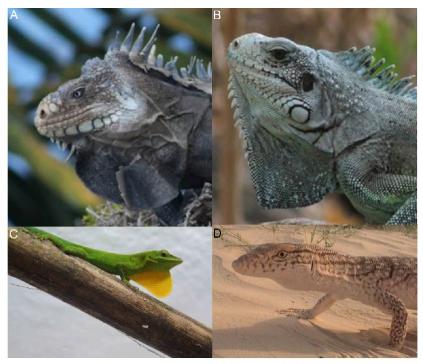 Animals 12 01336 g014 Animals 12 01336 g014