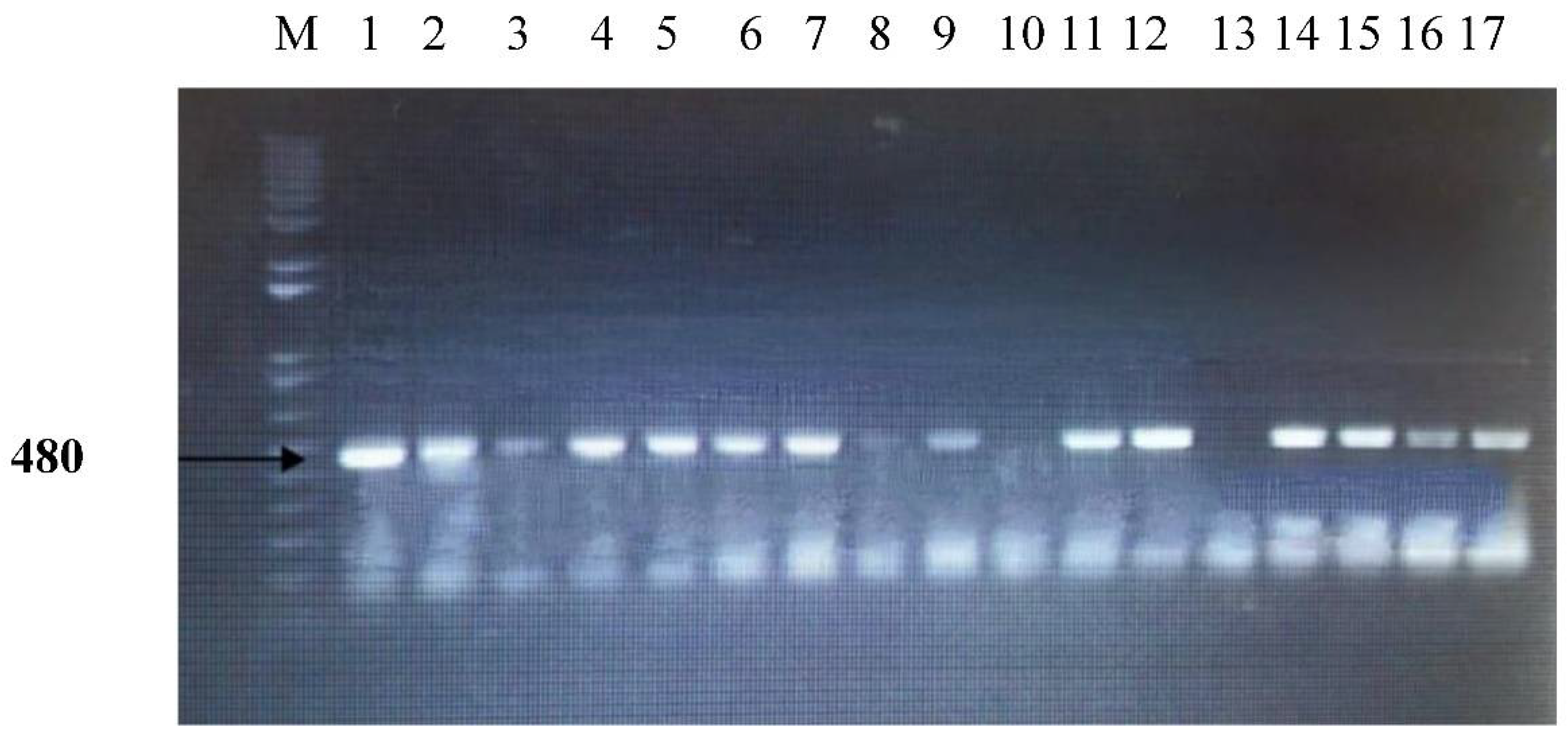 Animals 12 01348 g005