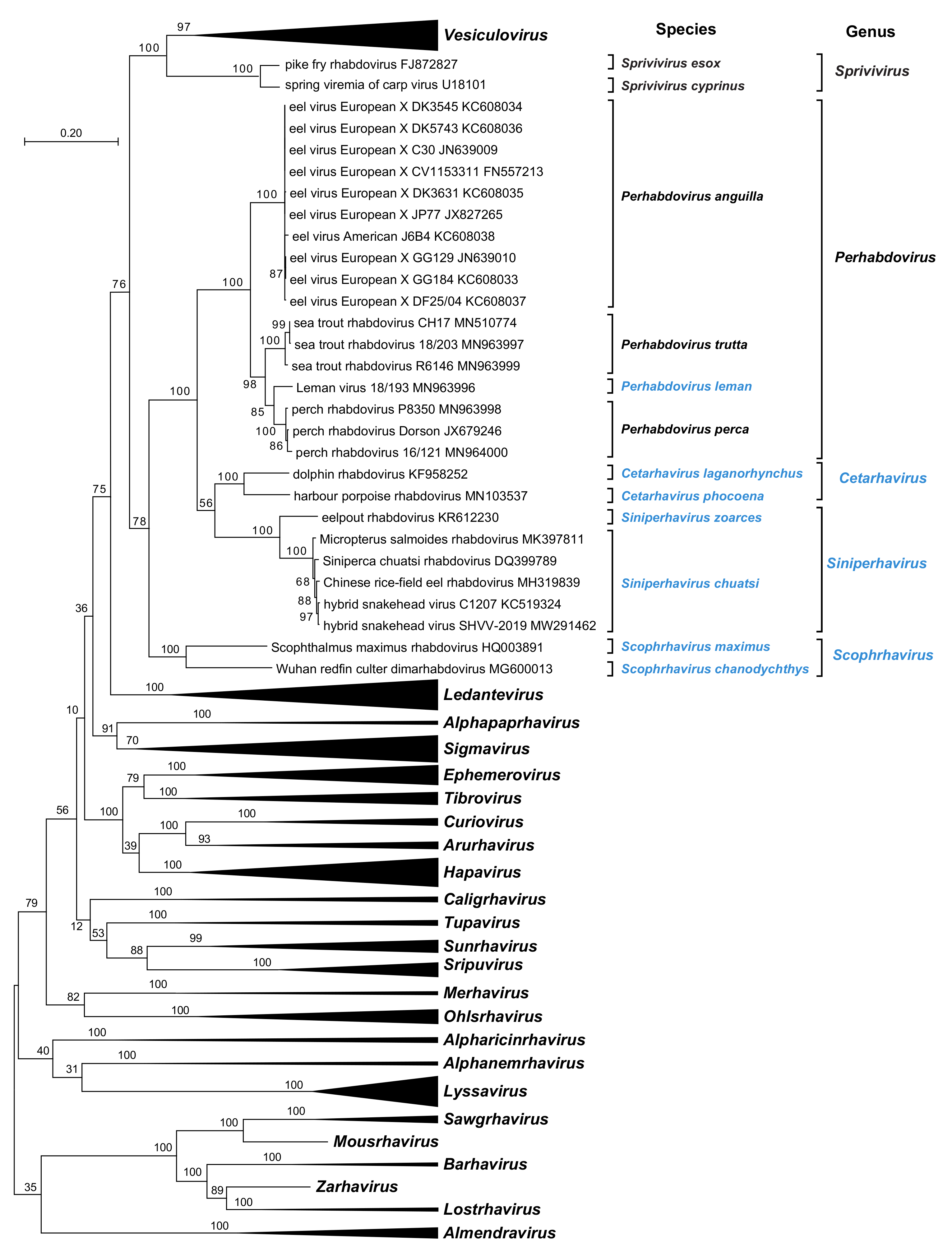 Animals | Free Full-Text | Revised Taxonomy of Rhabdoviruses Infecting Fish and Marine Mammals Animals | Free Full-Text | Revised Taxonomy of Rhabdoviruses Infecting Fish and Marine Mammals