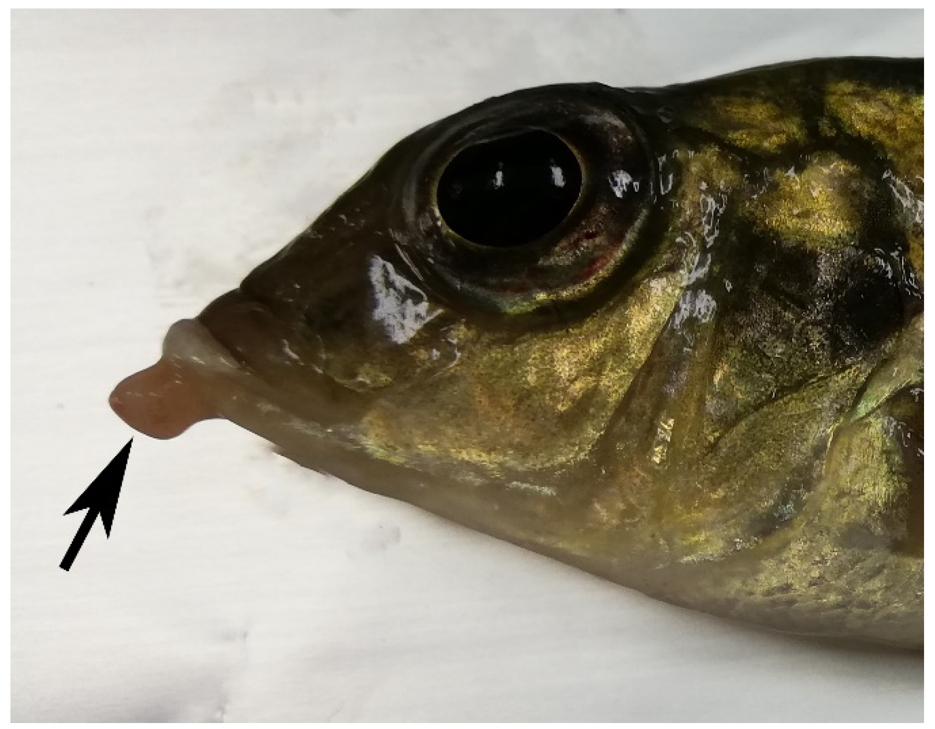 Animals 12 01366 g001 Animals 12 01366 g001