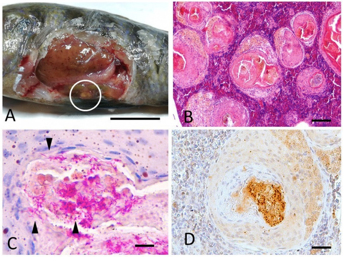 Animals 12 01366 g002 Animals 12 01366 g002